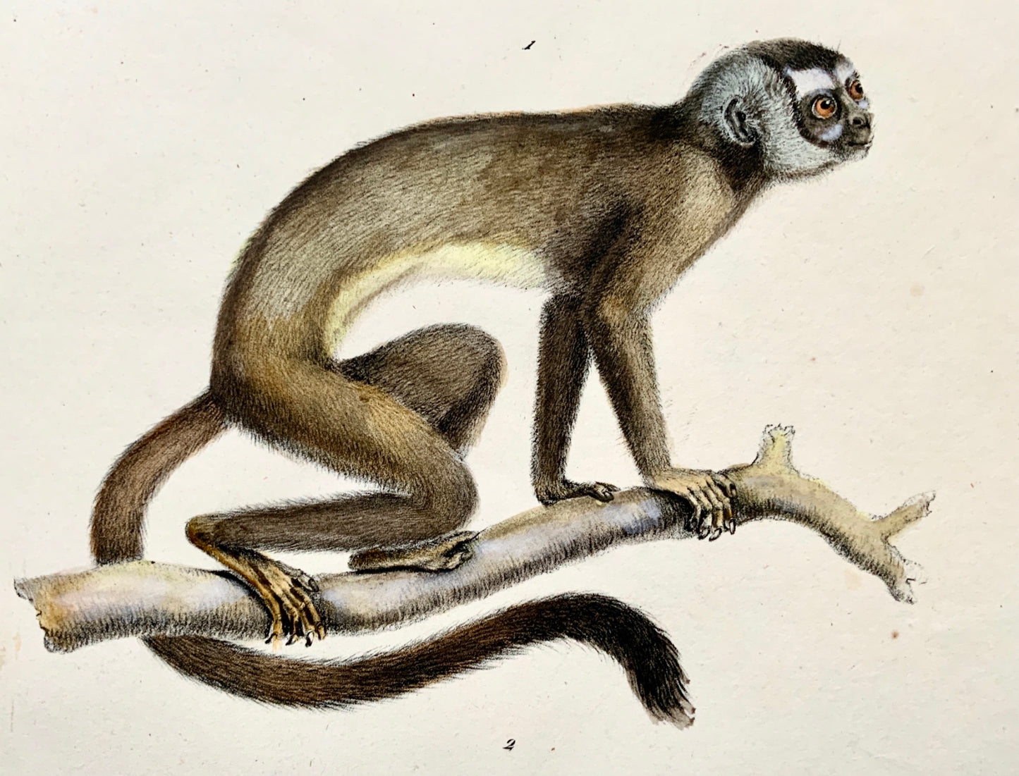 1824 NIGHT MONKEYS - K. Brodtmann ORIGINAL handcol FOLIO stone lithography - Mammal