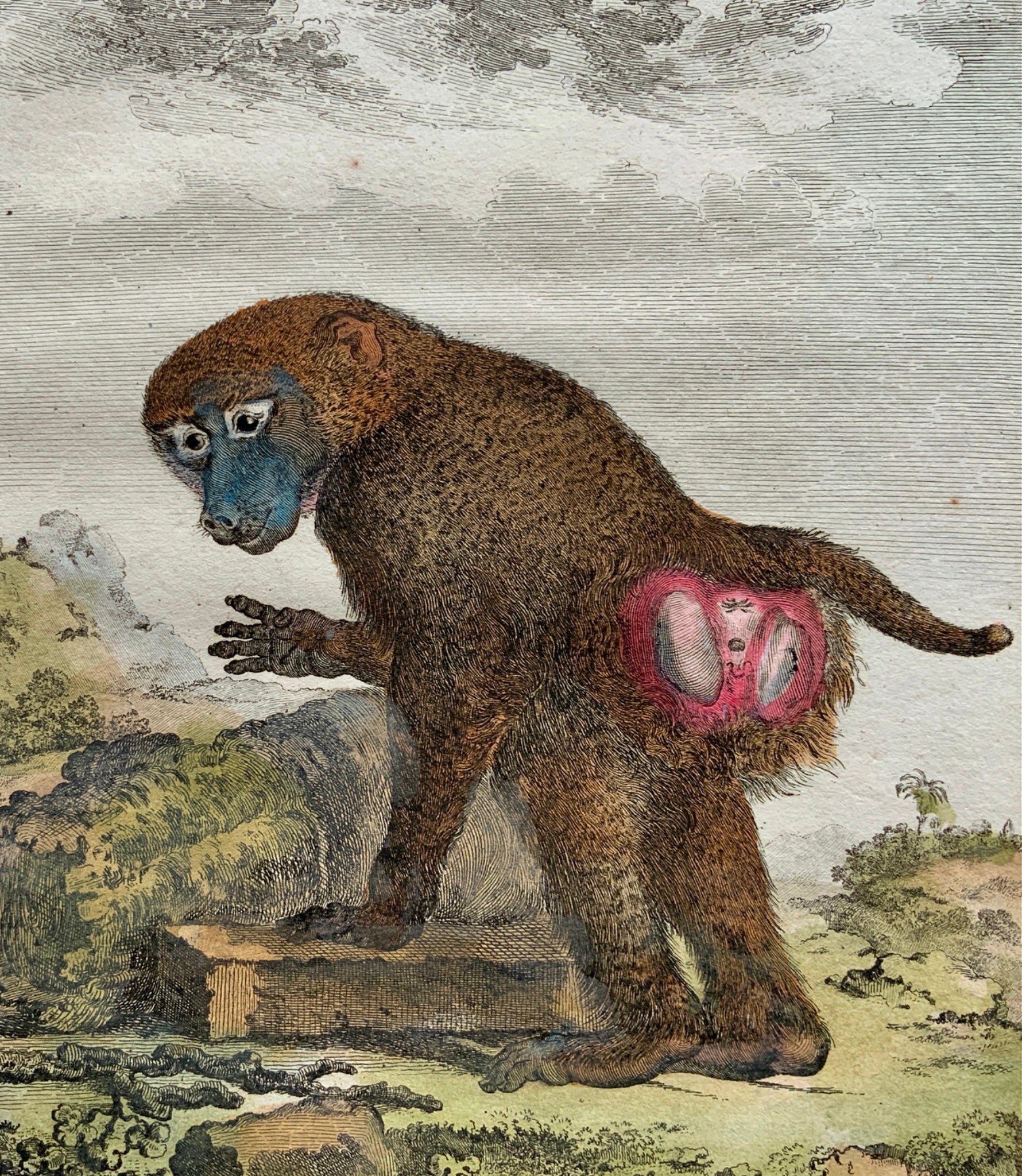 1766 De Seve Woolly GUINEA BABOON large QUARTO edition hand colored engraving - Mammal