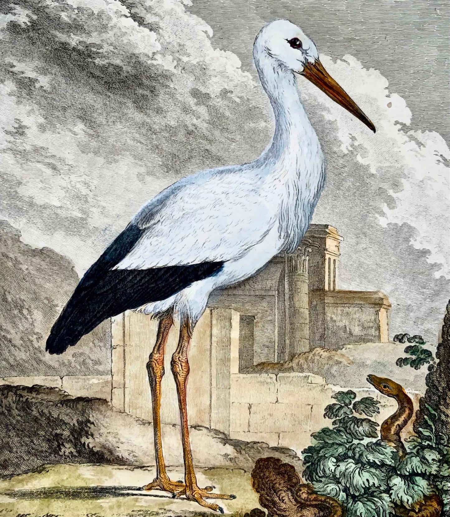 1779 de Seve - CIGOGNE Oiseau - Ornithologie - Gravure in-4 to Large Edn