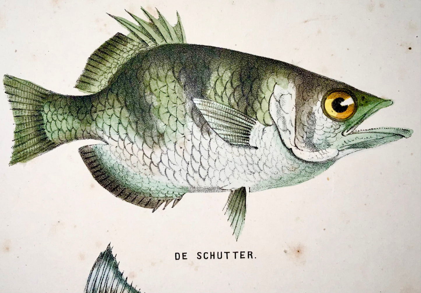 1864 Poisson perroquet, maquereau, lithographie sur pierre colorée à la main quarto