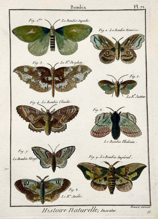 1794 Bombyx Silk Moths, Insects, Latreille, gravure sur cuivre in-quarto coloriée à la main
