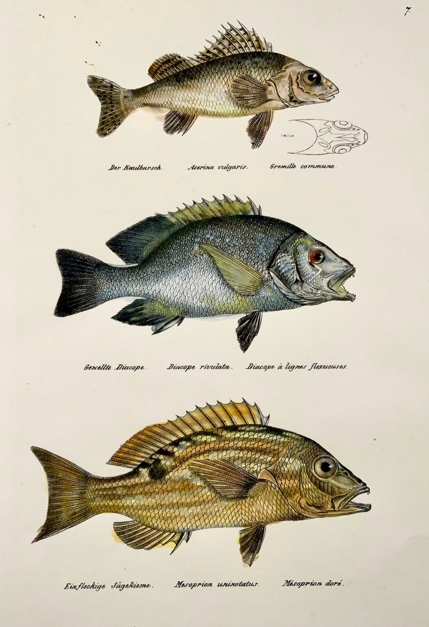 1833 Threadfin Bream, Ruffe, fish, Schinz, folio, lithographie coloriée à la main