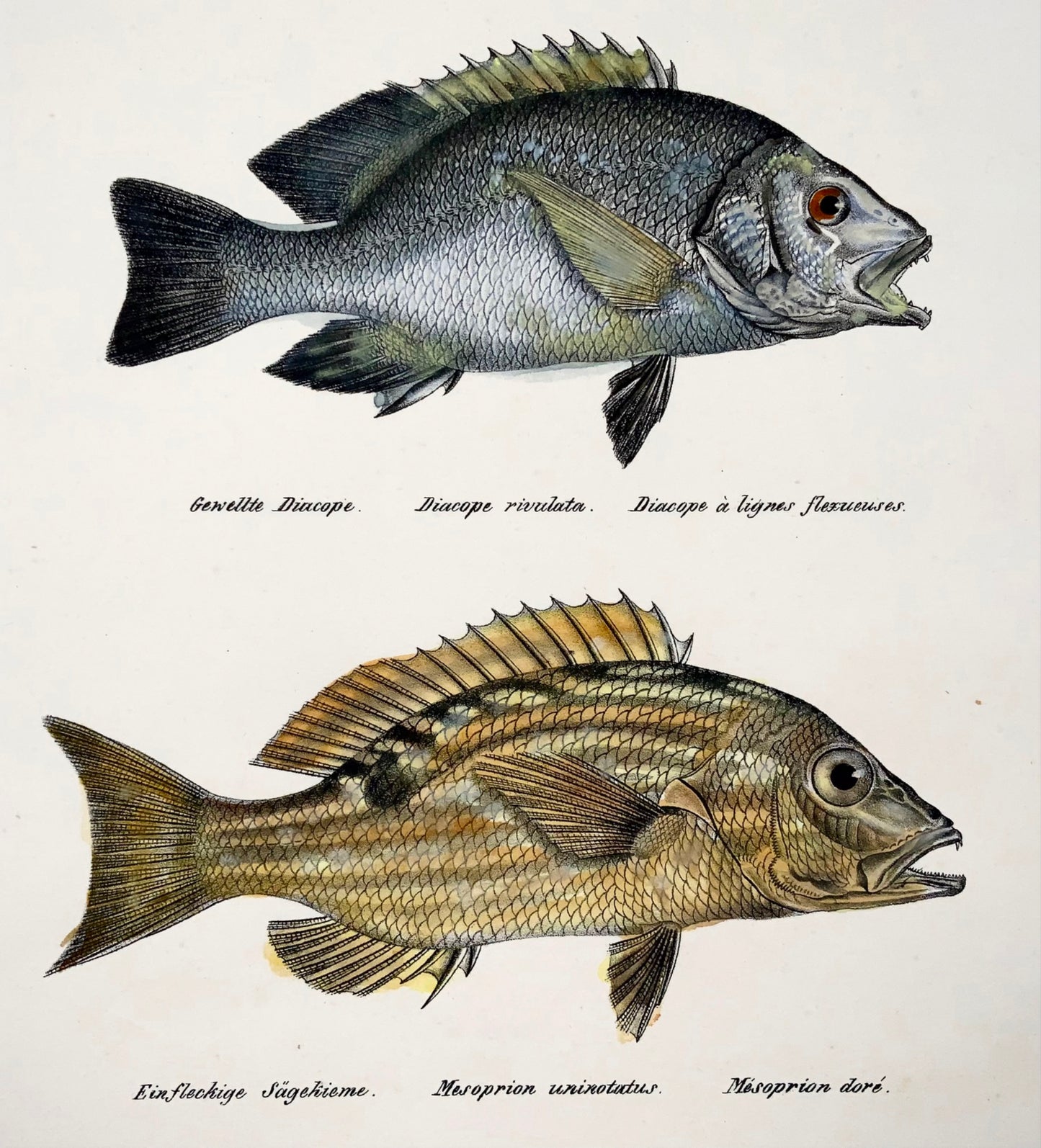 1833 Threadfin Bream, Ruffe, fish, Schinz, folio, lithographie coloriée à la main