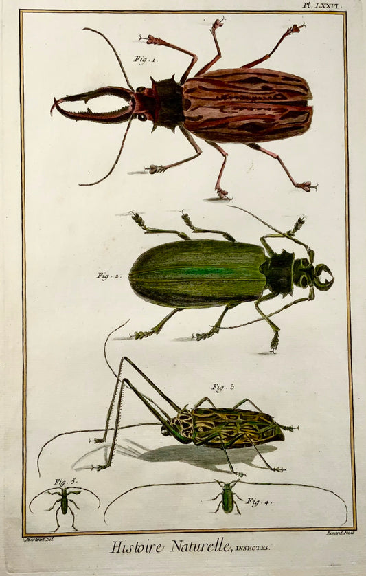 1751 Coléoptères, insectes, Martinet, colorié à la main, grand folio de 39 cm