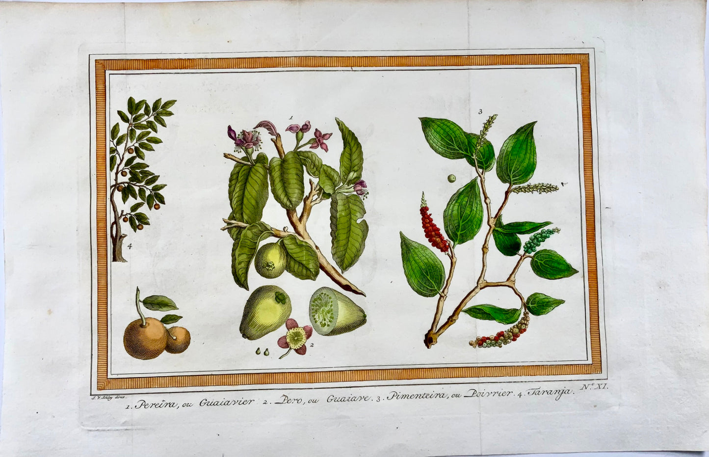 1757 Arbres et plantes fruitiers et épicés tropicaux. Goyave, Poivre, Orange, Schley