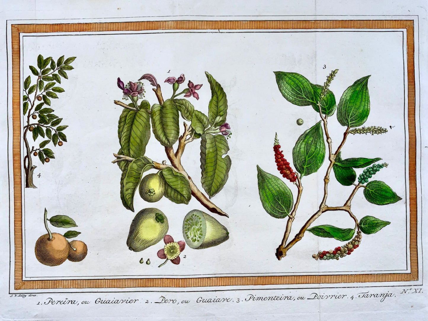 1757 Arbres et plantes fruitiers et épicés tropicaux. Goyave, Poivre, Orange, Schley