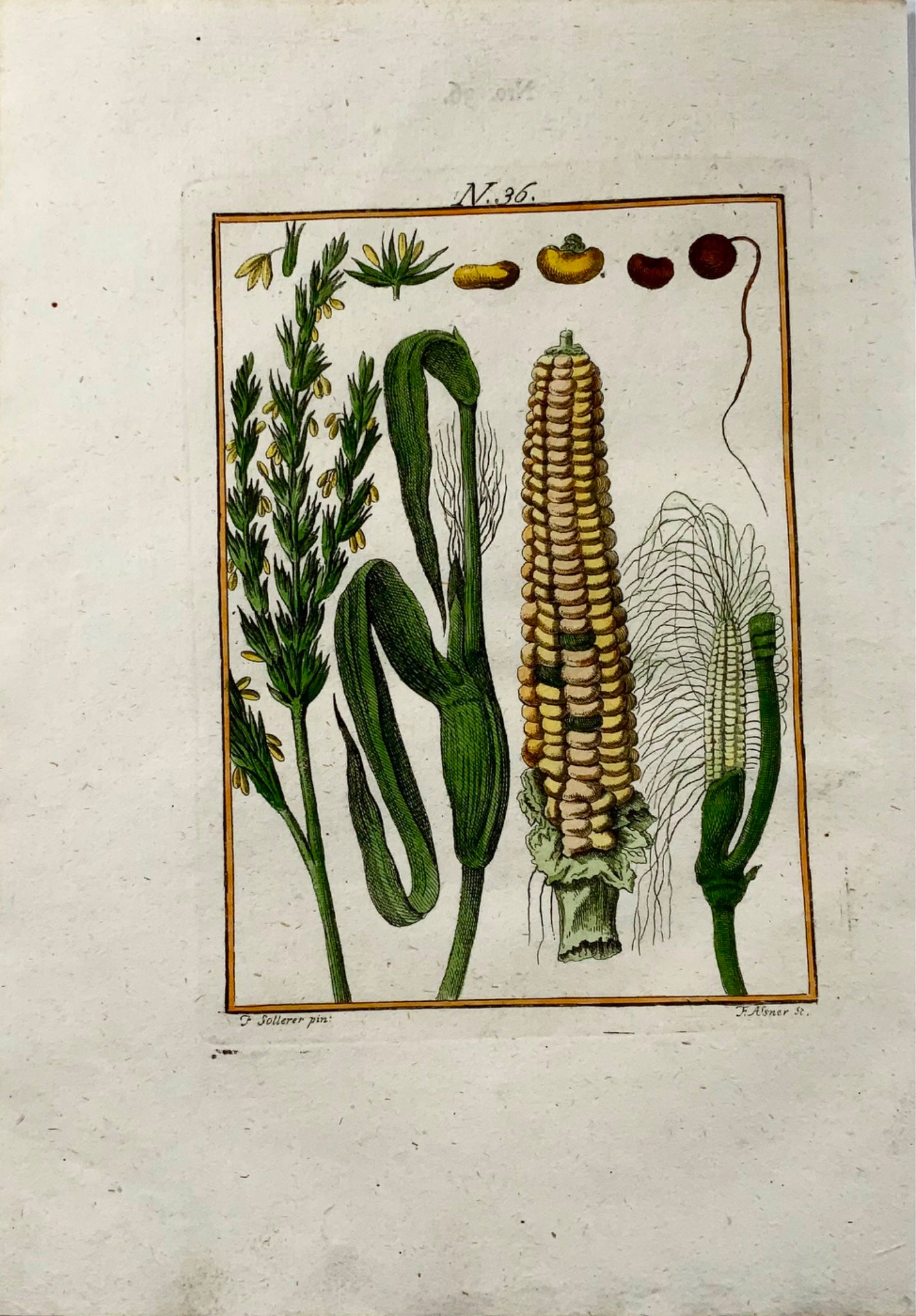 1790 Maïs, Maïs, Sollerer gravure colorée à la main, agriculture, botanique