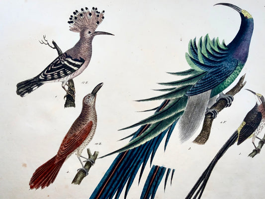 1819 Huppe fasciée, Oiseau de Paradis, ornithologie, Strack, lithographie à la craie couleur à la main