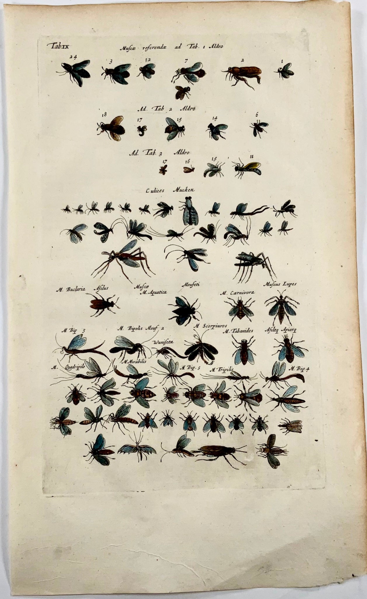 1657 Punaises, guêpes, mouches, insectes, Matt Merian, folio, colorié à la main