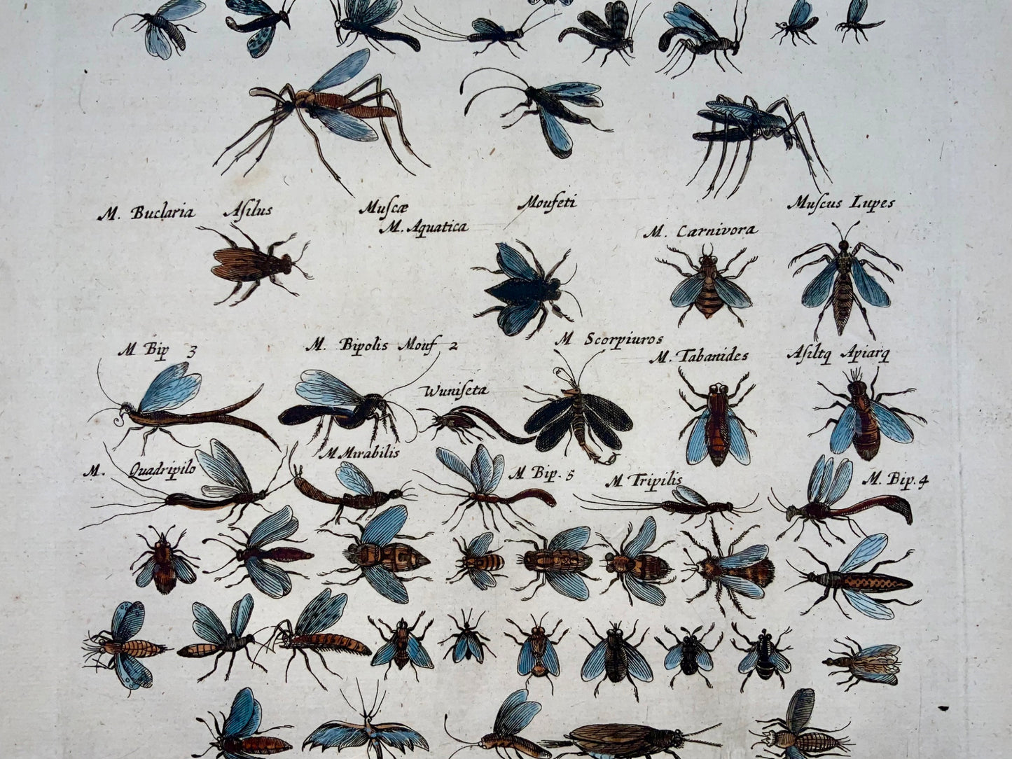 1657 Punaises, guêpes, mouches, insectes, Matt Merian, folio, colorié à la main