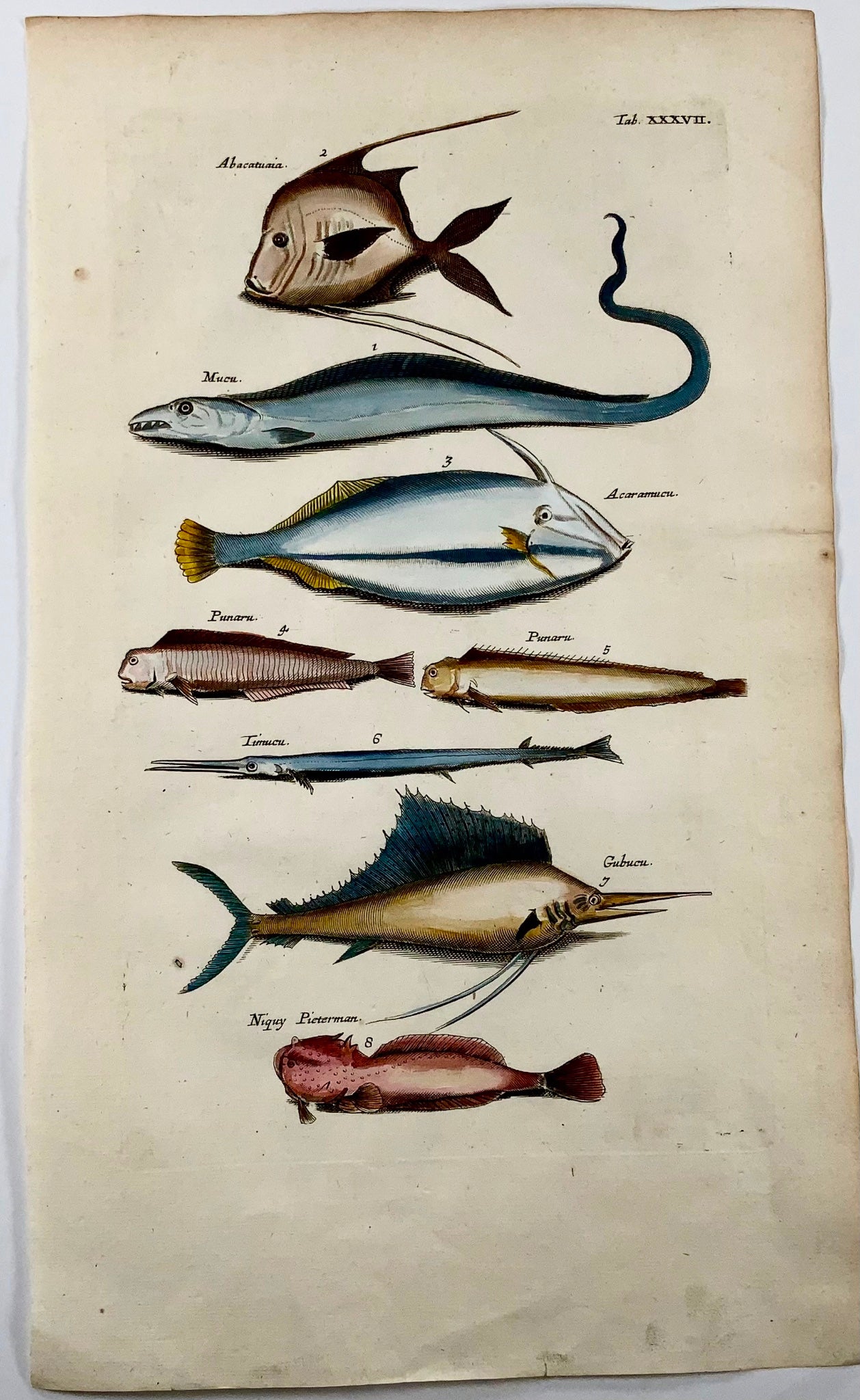 1657 Exotic Fish, Swordfish, Matt Merian, folio, hand coloured engraving