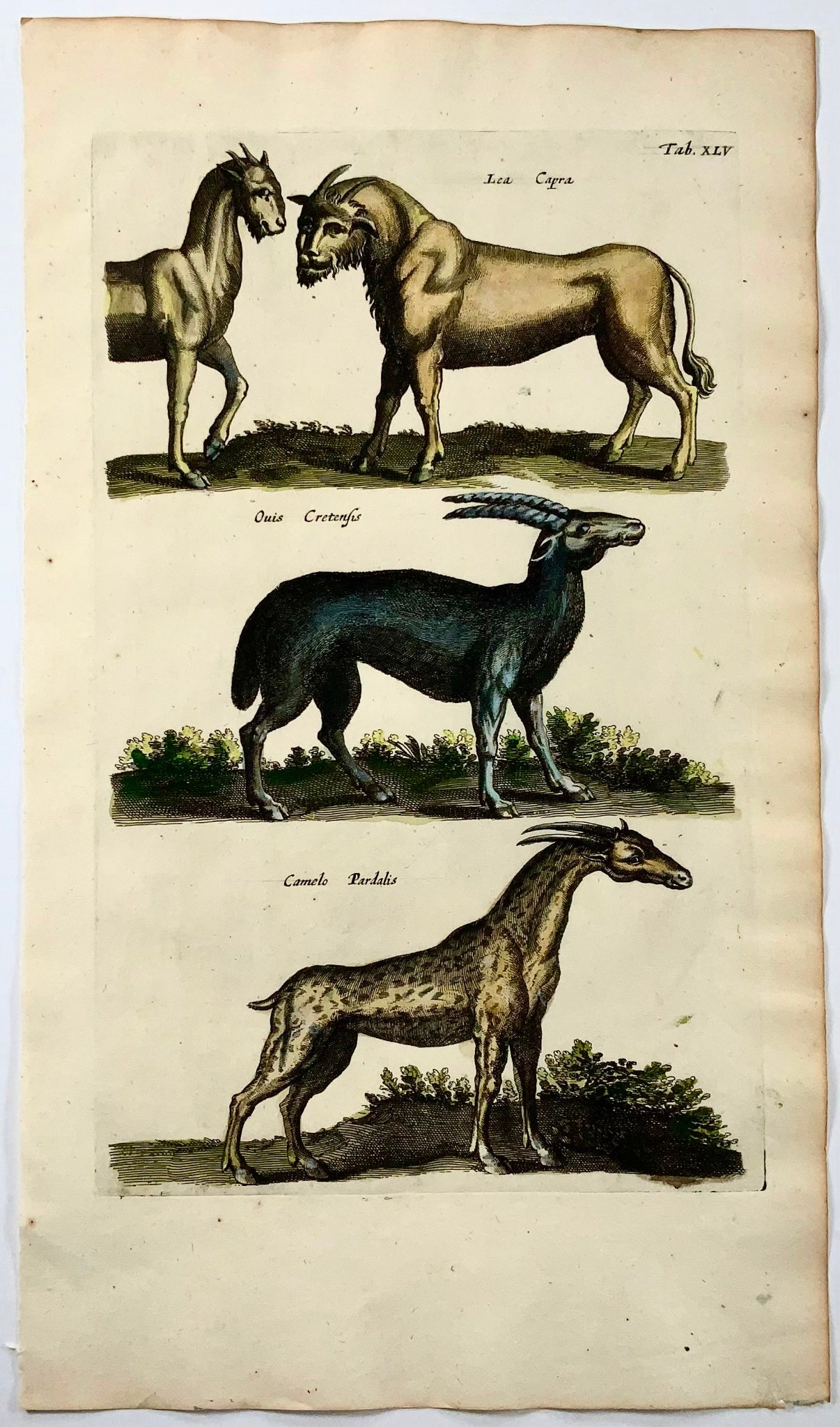 1657 Girafe, Créatures mythiques, Matt Merian, folio, colorié à la main, mammifères