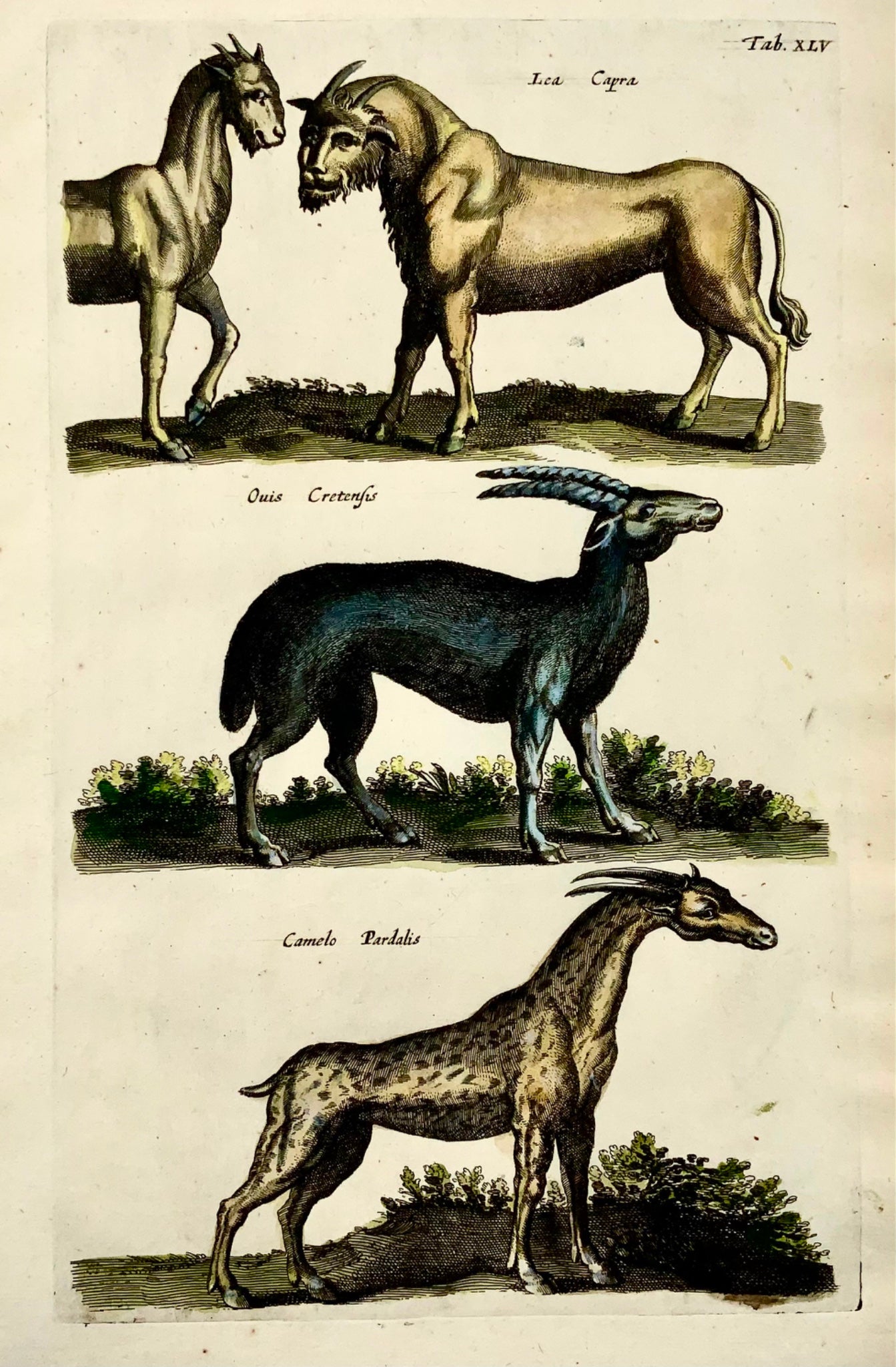 1657 Girafe, Créatures mythiques, Matt Merian, folio, colorié à la main, mammifères