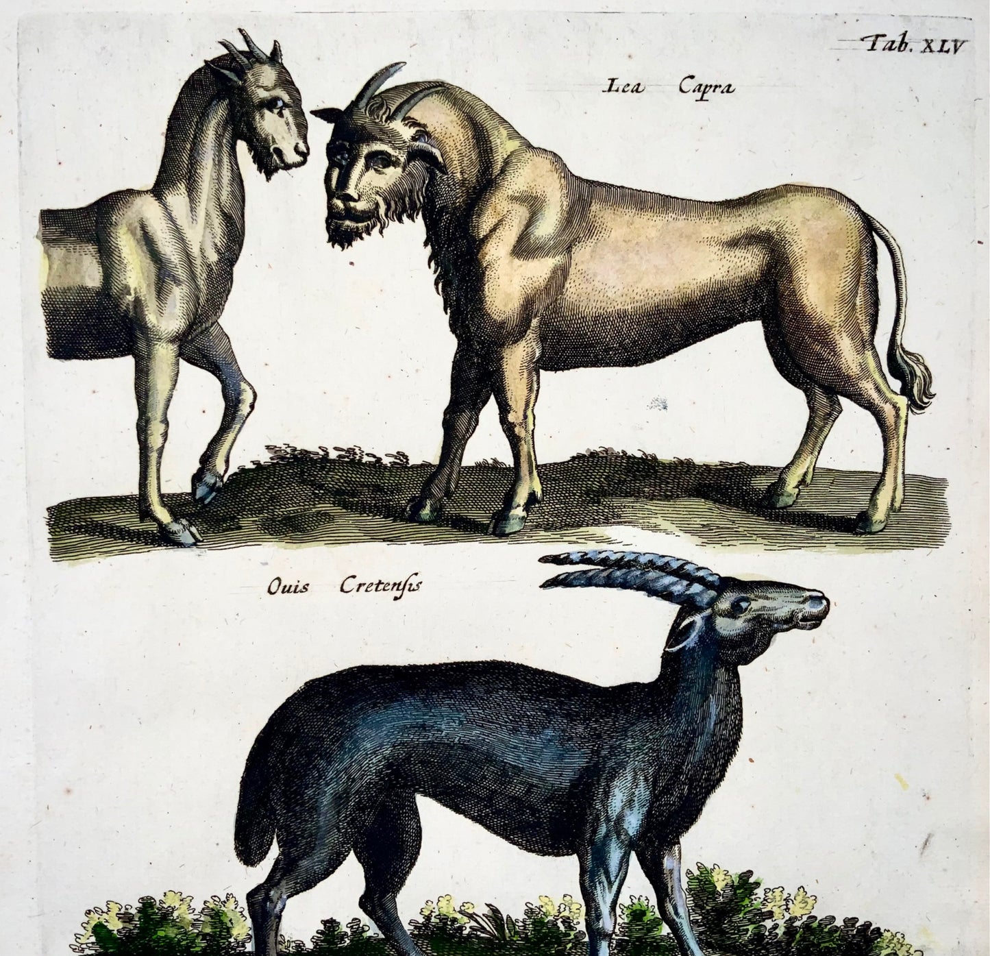 1657 Girafe, Créatures mythiques, Matt Merian, folio, colorié à la main, mammifères