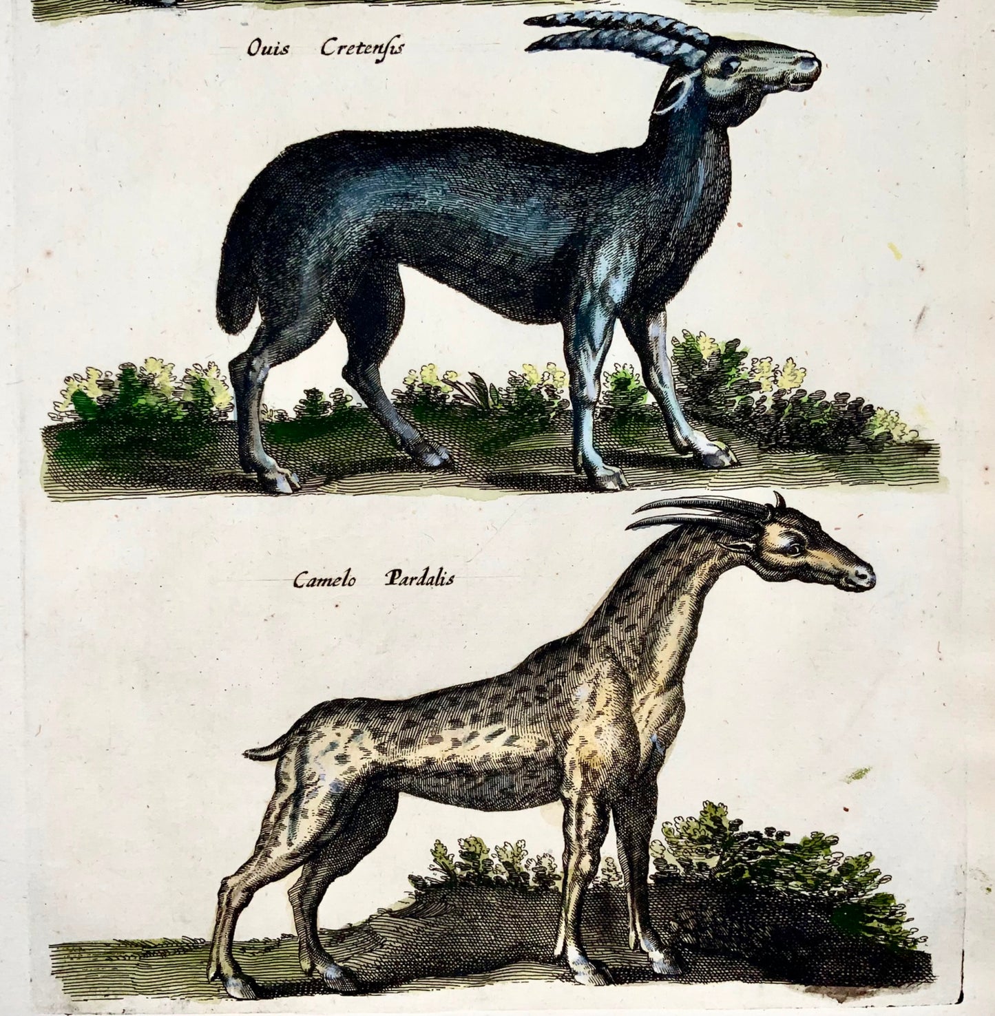 1657 Girafe, Créatures mythiques, Matt Merian, folio, colorié à la main, mammifères