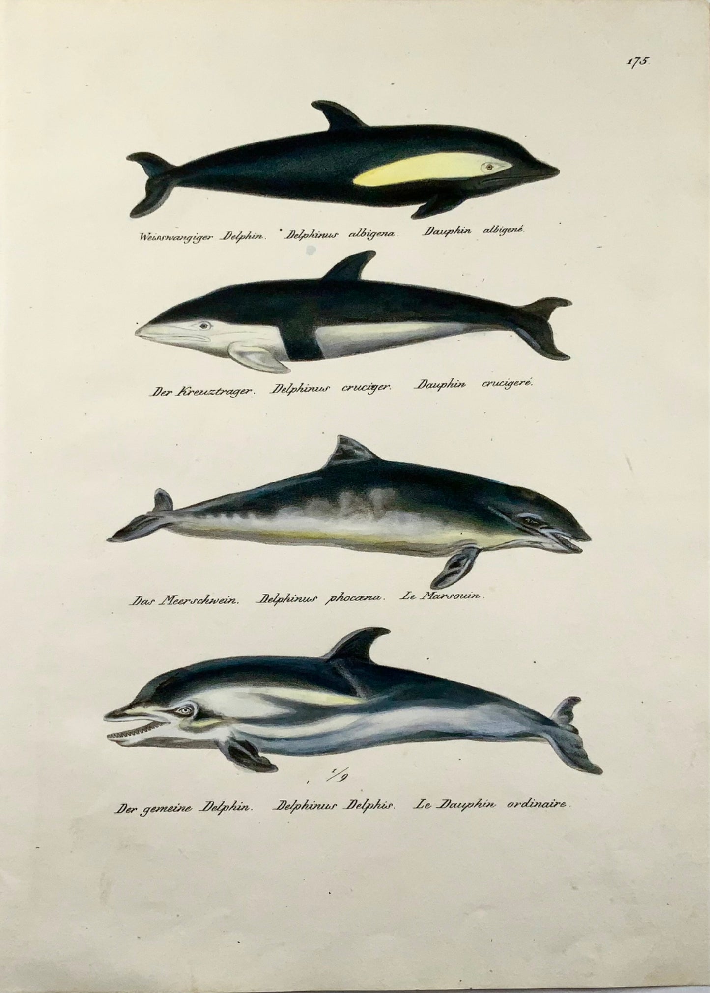 1824 Dauphins, mammifères, KJ Brodtmann, lithographie in-folio coloriée à la main