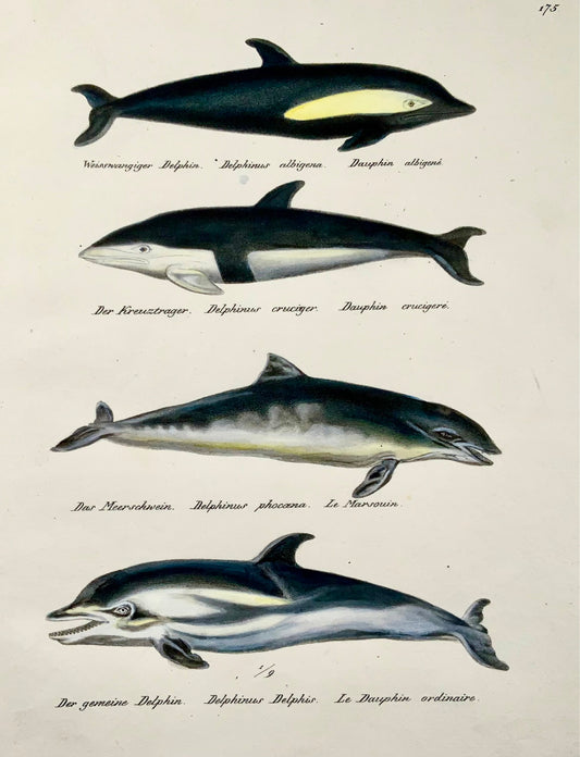 1824 Dauphins, mammifères, KJ Brodtmann, lithographie in-folio coloriée à la main