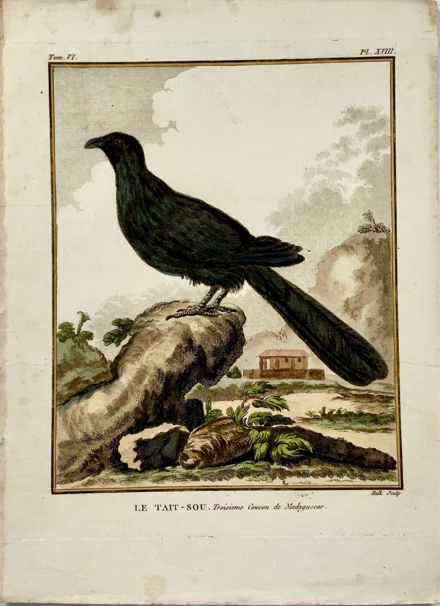 1779 Coucou exotique, ornithologie, grande édition in-4, gravure coloriée à la main