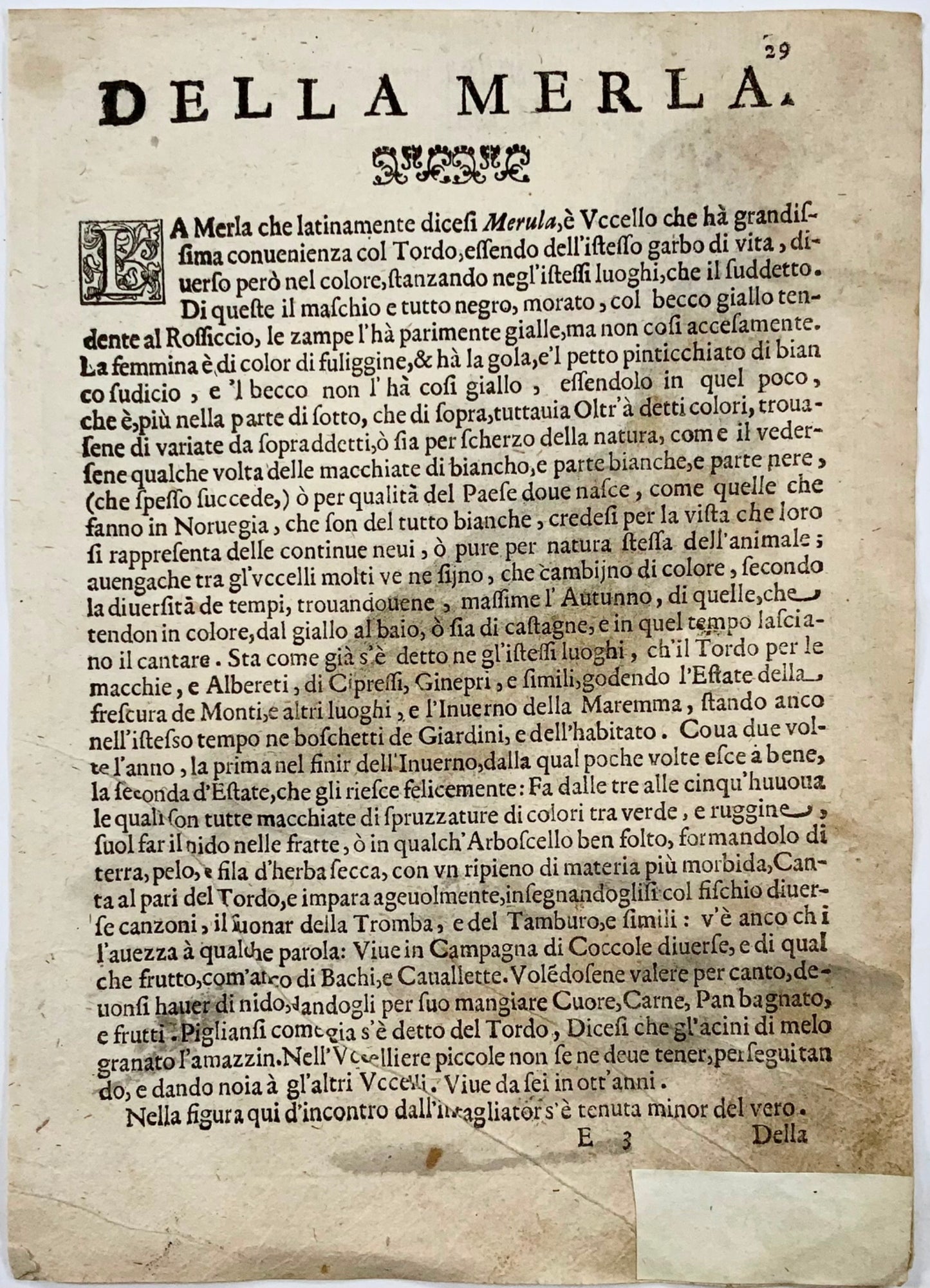 1622 Calandra Lark, Ornithologie, Fourmi. Tempête ; F. Villamena, Maître Gravure 