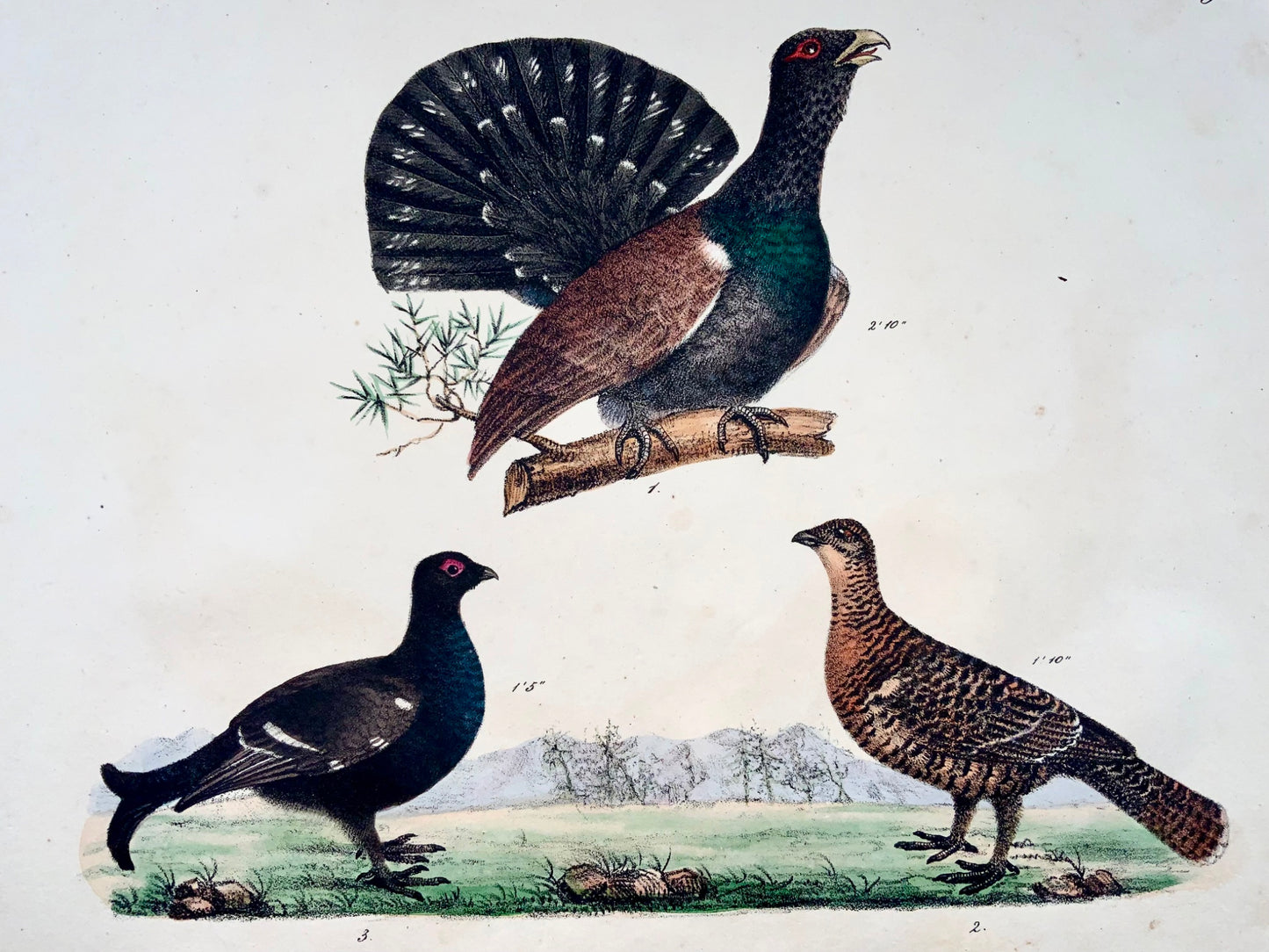 1819 Tétras, ornithologie, Strack, lithographie à la craie, couleur à la main