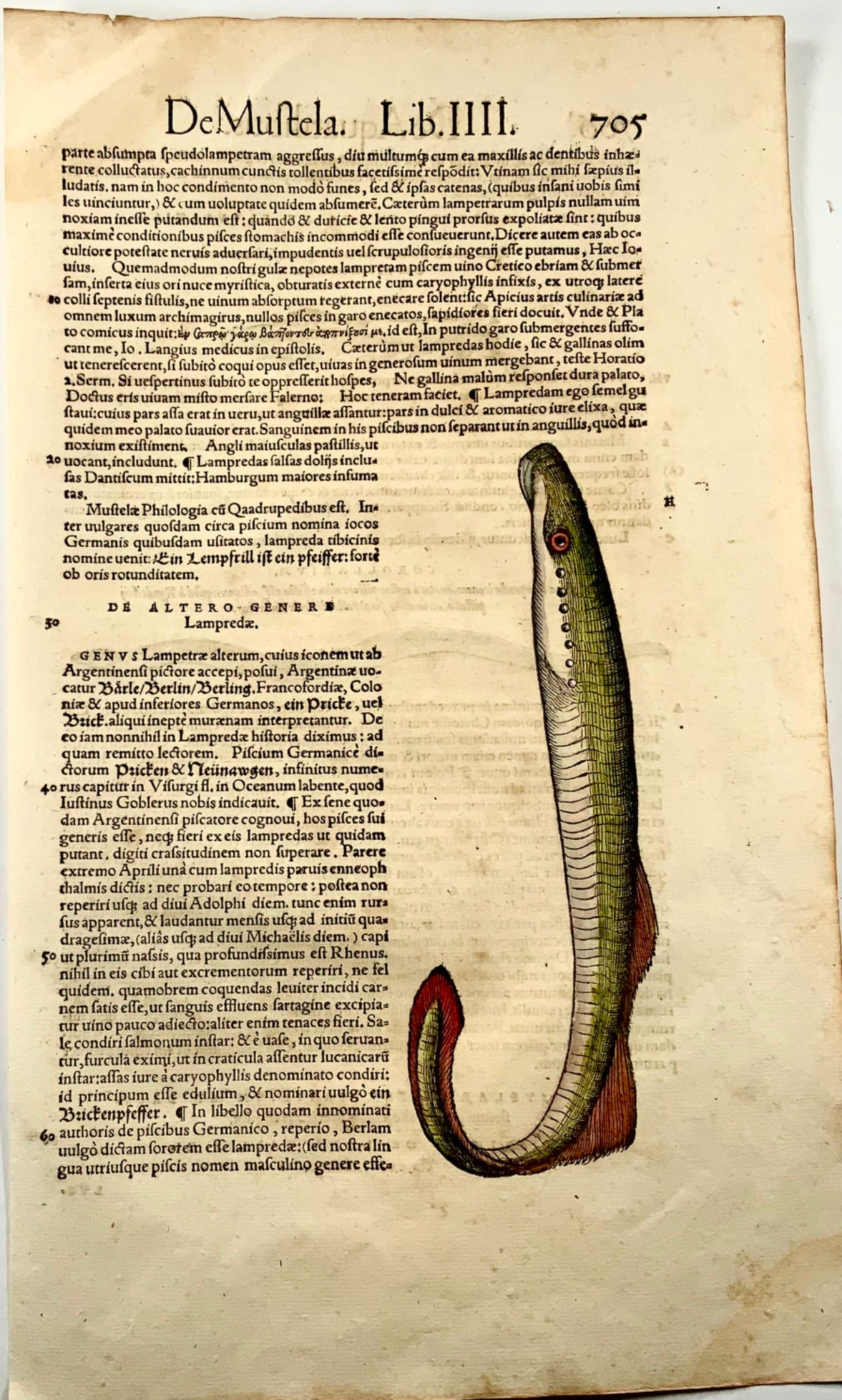 1558 Lamproie Eels, Conrad Gesner, folio, gravure sur bois, coloriée à la main, First State