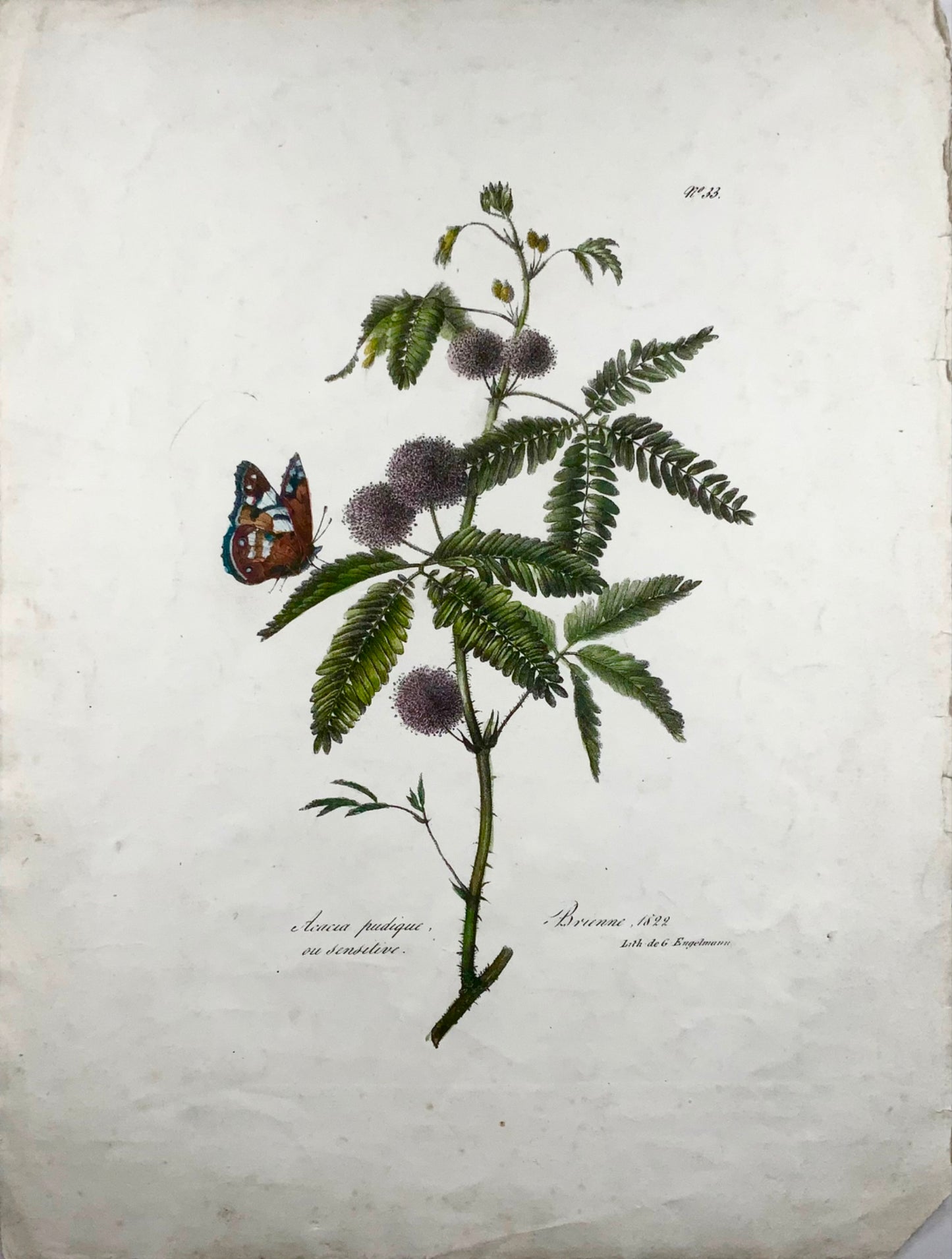 1822 Acacia, Papillon, grand folio, Engelmann, lithograh, botanique, couleur main