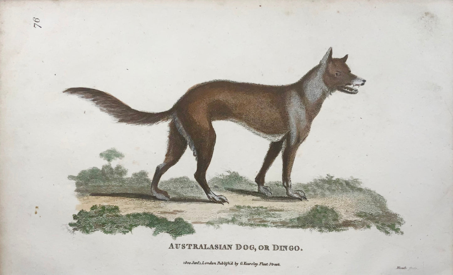 1800 Australian Dingo, mammal, Heath sculp., fine first impression, hand colour