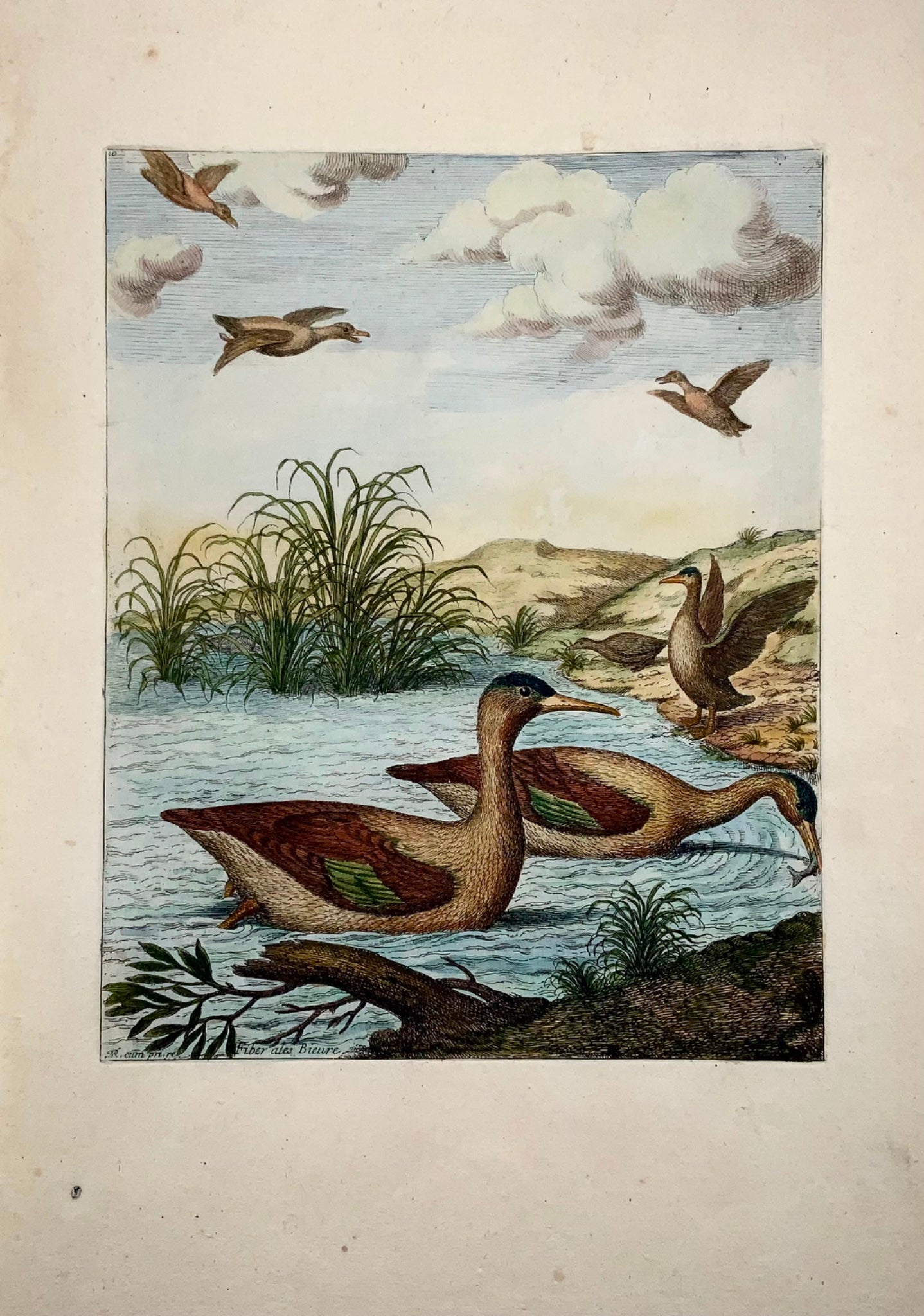 1673 Canards harles, Nicolas Robert (né en 1614) grande gravure in-folio en couleur à la main