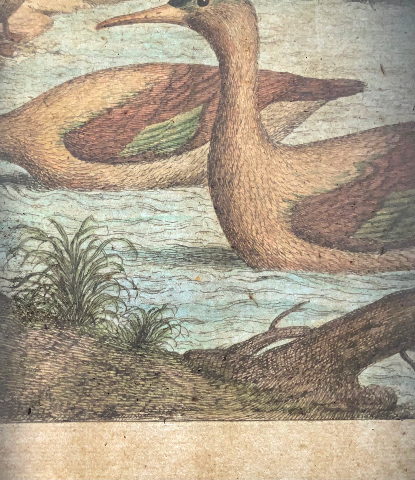 1673 Merganser ducks, Nicolas Robert (b.1614) large folio etching in hand colour