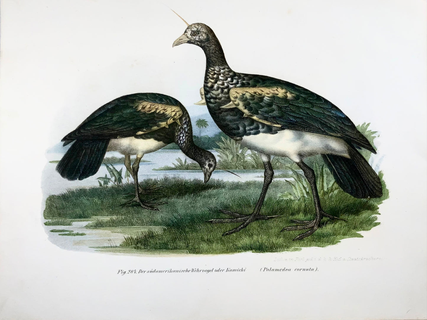 1860 Oiseaux hurleurs à cornes, Fitzinger, lithographie, finition main, ornithologie