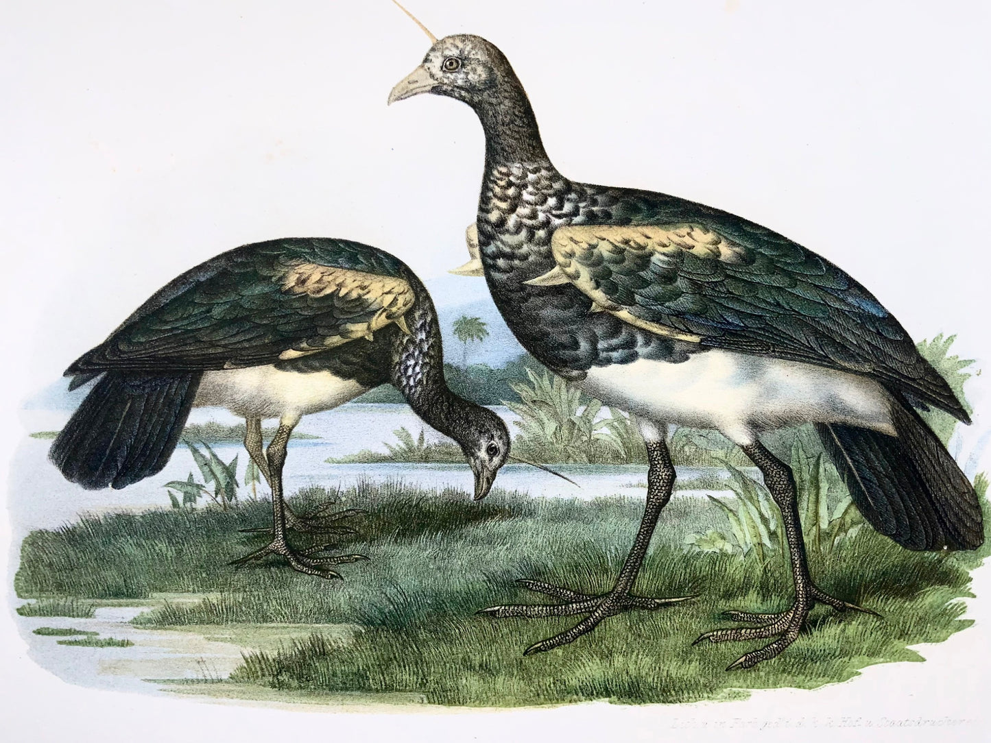 1860 Oiseaux hurleurs à cornes, Fitzinger, lithographie, finition main, ornithologie
