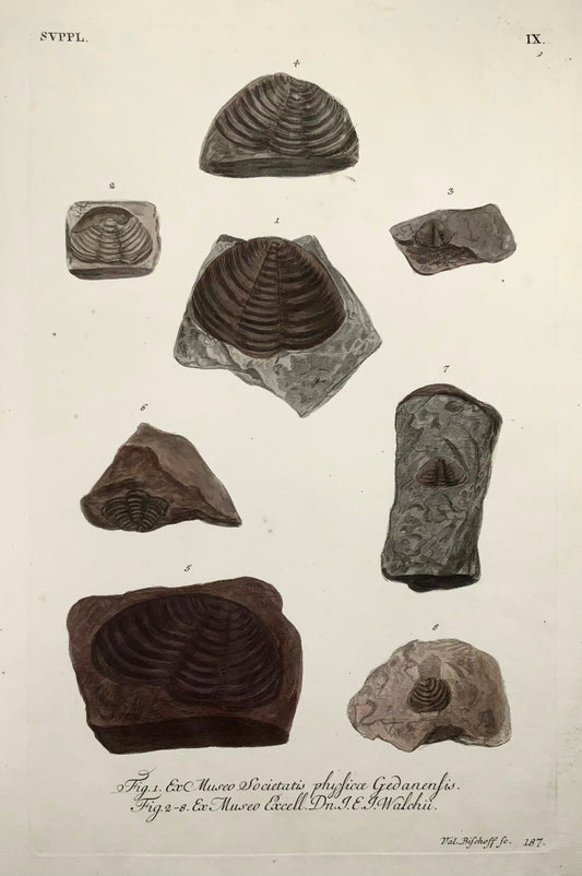 1764 GW Knorr (b1705); (IX) J. Schenck Paléontologie Fossiles Minéralogie Folio