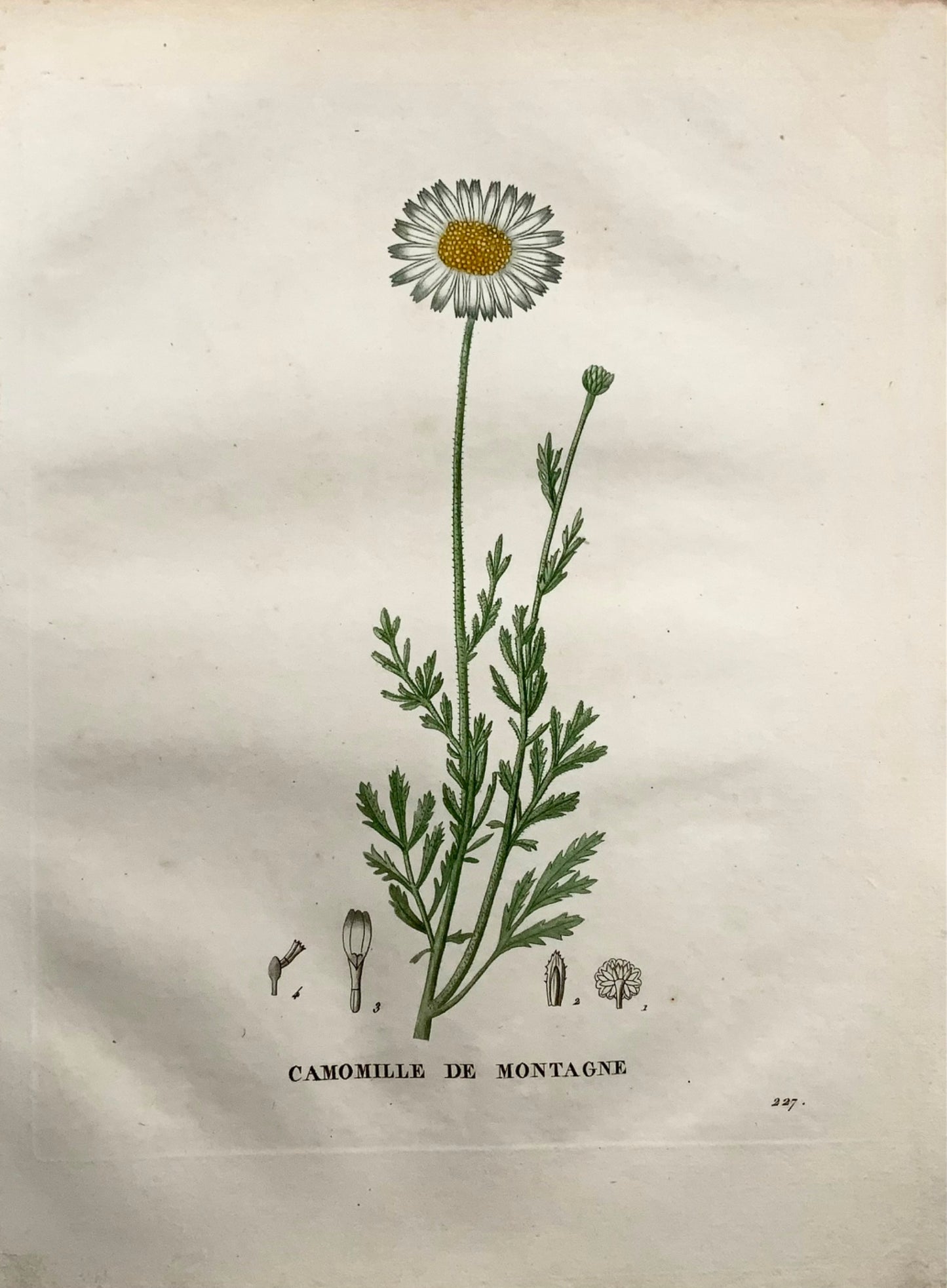 1805 Camomille III, Saint-Hilaire, gravure au pointillé, botanique