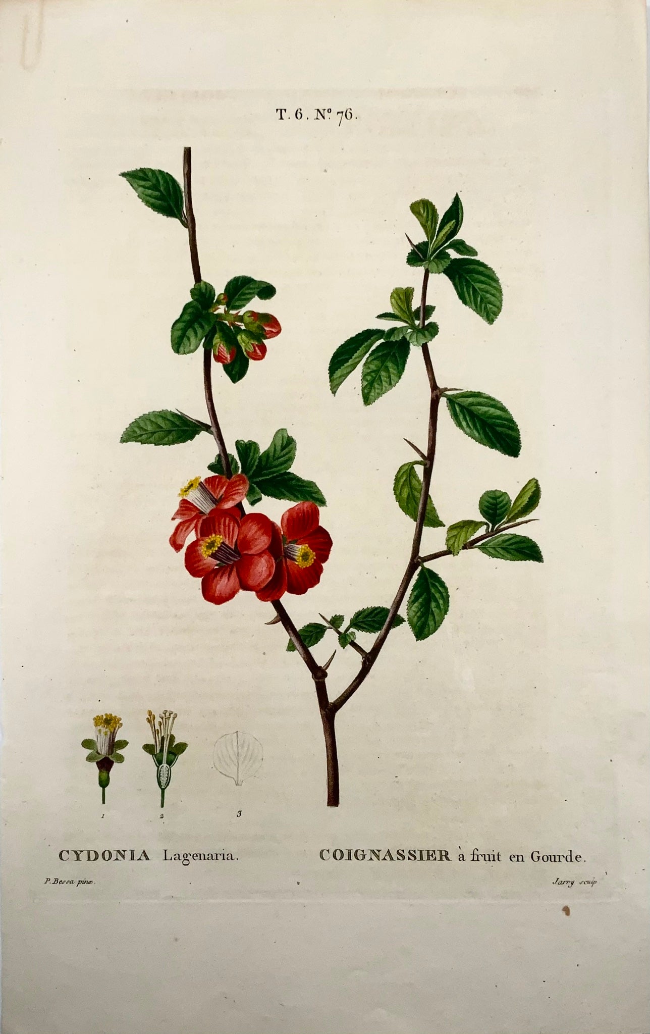 1801 Coing chinois, Bessa, gravure en pointillé folio, couleur à la main, fruit botanique