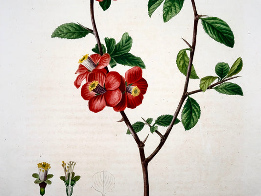 1801 Coing chinois, Bessa, gravure en pointillé folio, couleur à la main, fruit botanique