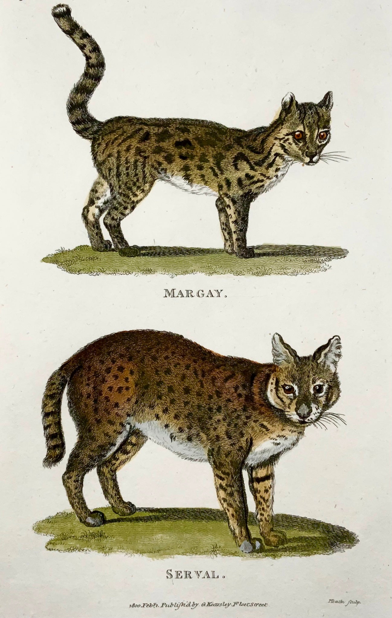 1800 Serval, Margay, mammifère, Heath sculp., bonne première impression, couleur de la main