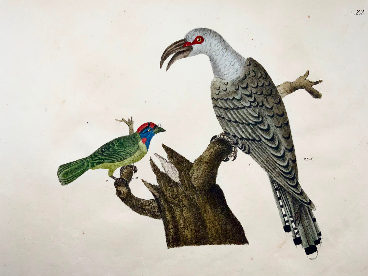 1819 Billed Cuckoo, Puffbird, ornithologie, Strack, lithographie à la craie, couleur de la main