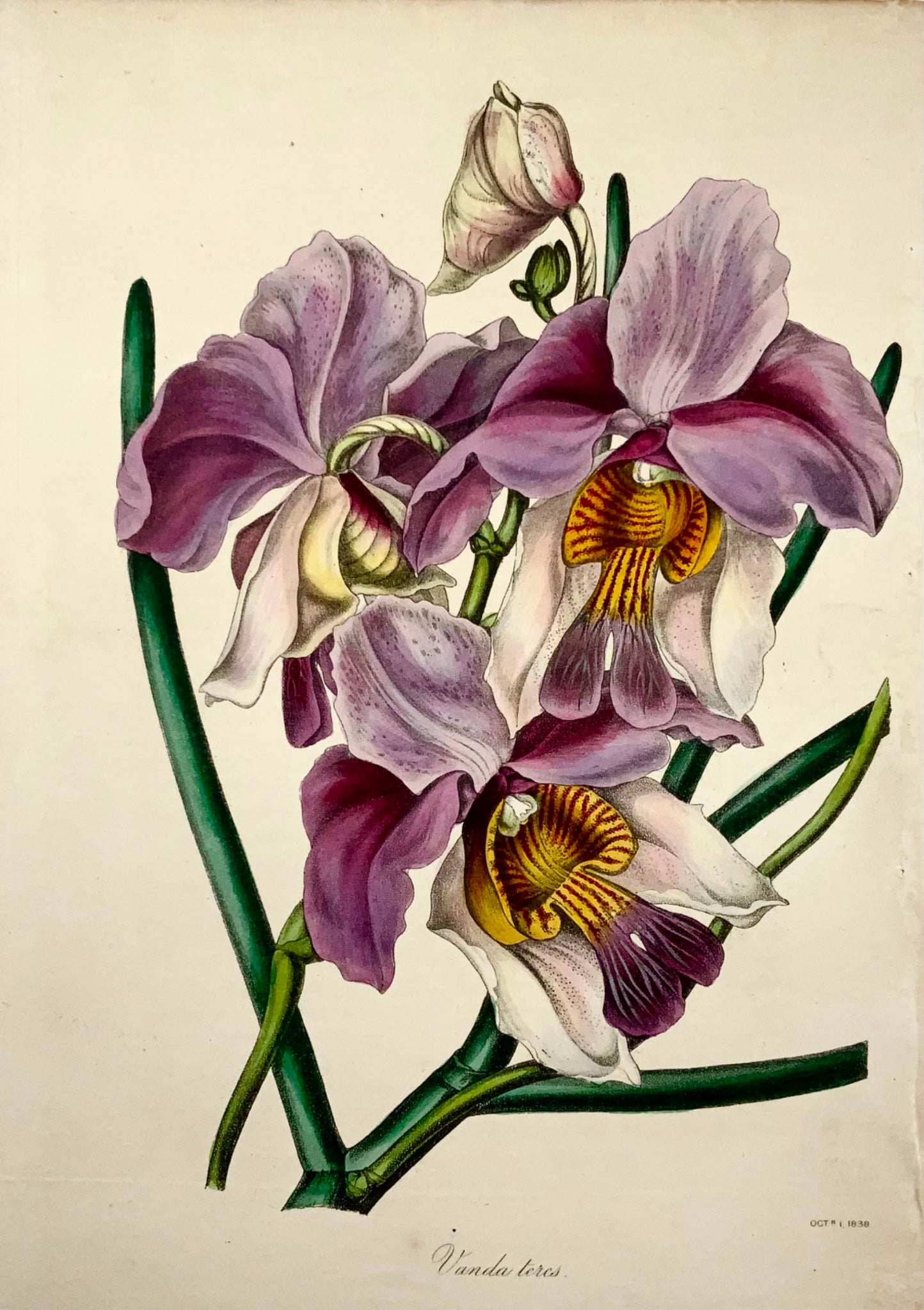 1838 Orchidée Vanda teres, [Smith], lithographie avec une belle couleur originale à la main