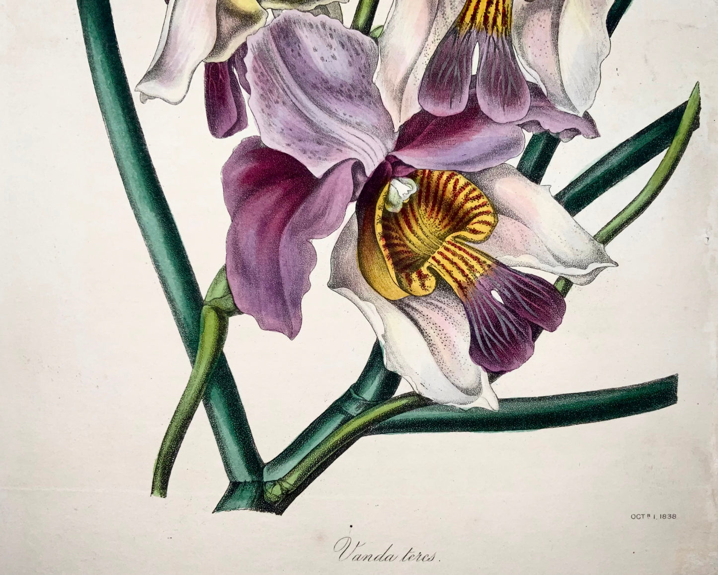 1838 Vanda teres orchid, [Smith], lithograph with fine original hand colour