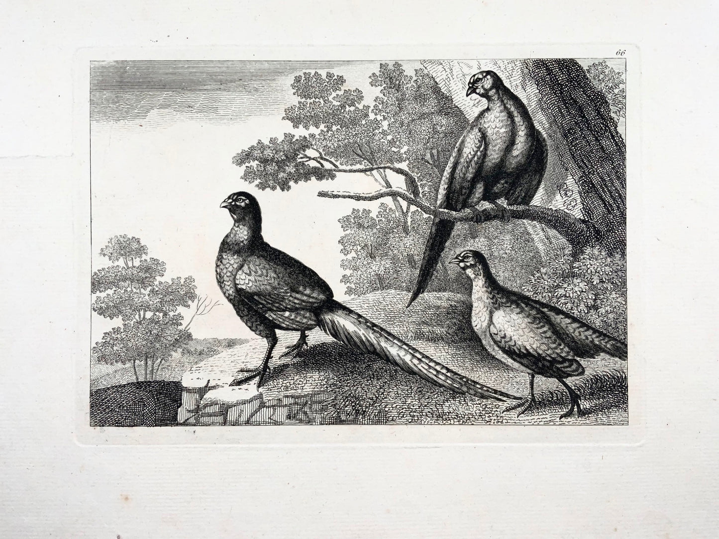 1660c Trois faisans, ornithologie, Pieter van Lisebetten, eau-forte fine 