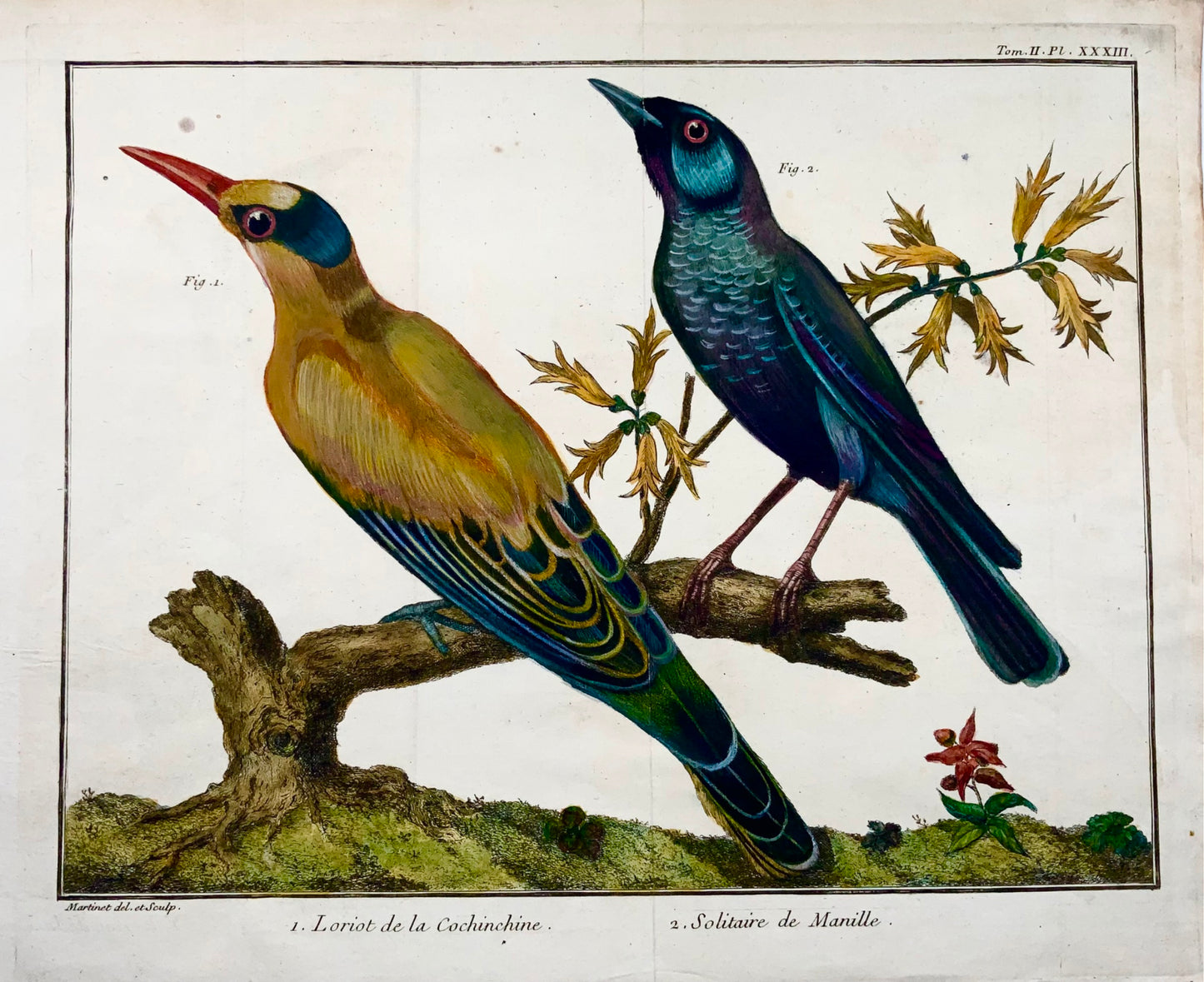 1760 Oriole, Grive bleue, Martinet (b1725), couleur de la main, ornithologie 