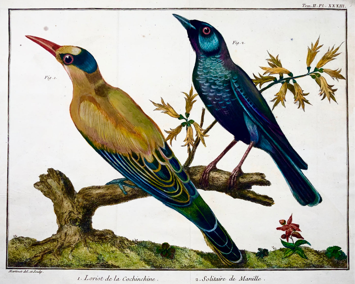 1760 Oriole, Blue Rock Thrush, Martinet (b1725), hand colour, ornithology