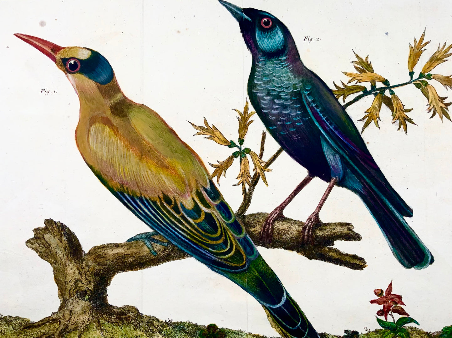 1760 Oriole, Blue Rock Thrush, Martinet (b1725), hand colour, ornithology