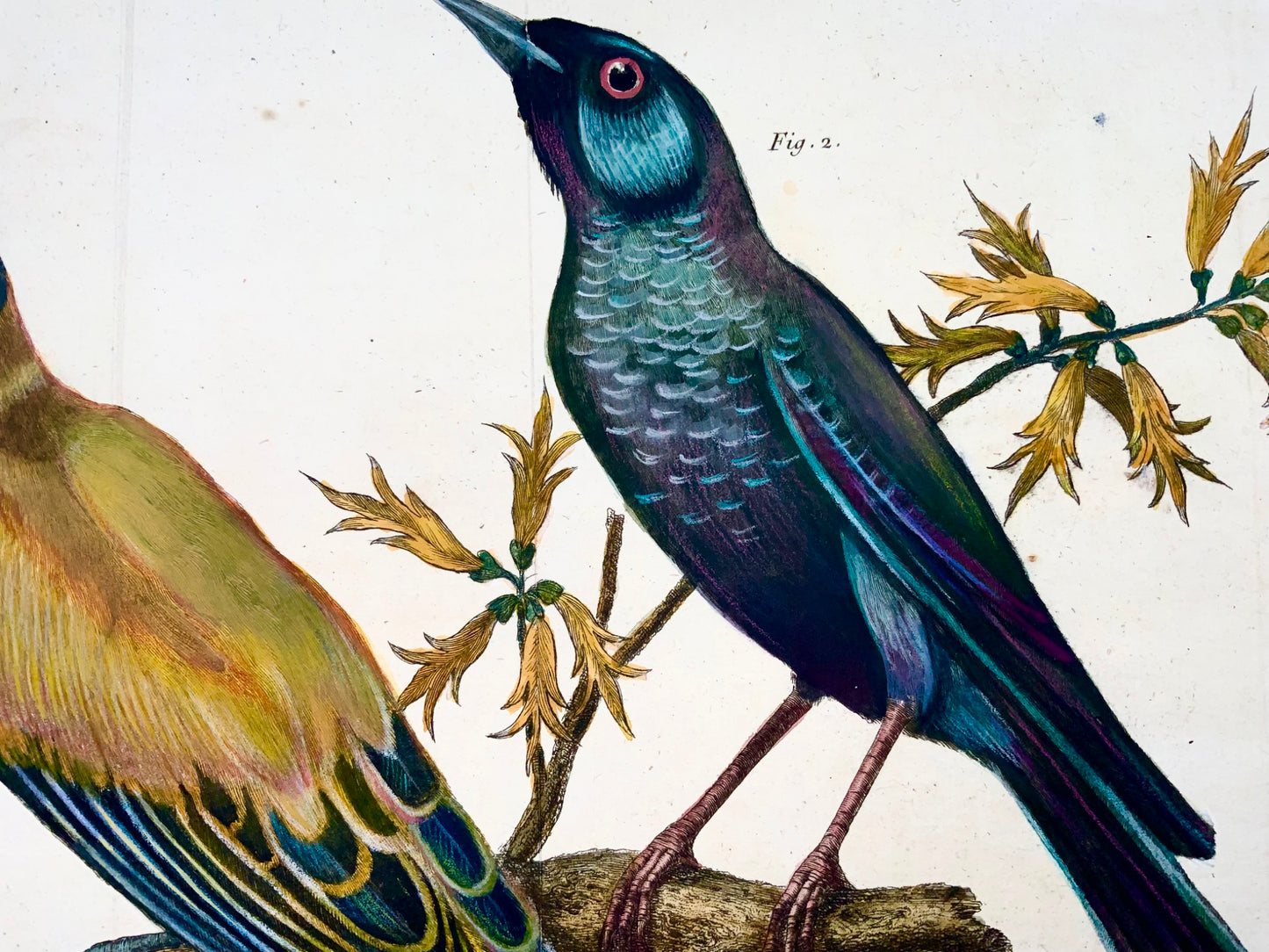 1760 Oriole, Grive bleue, Martinet (b1725), couleur de la main, ornithologie 