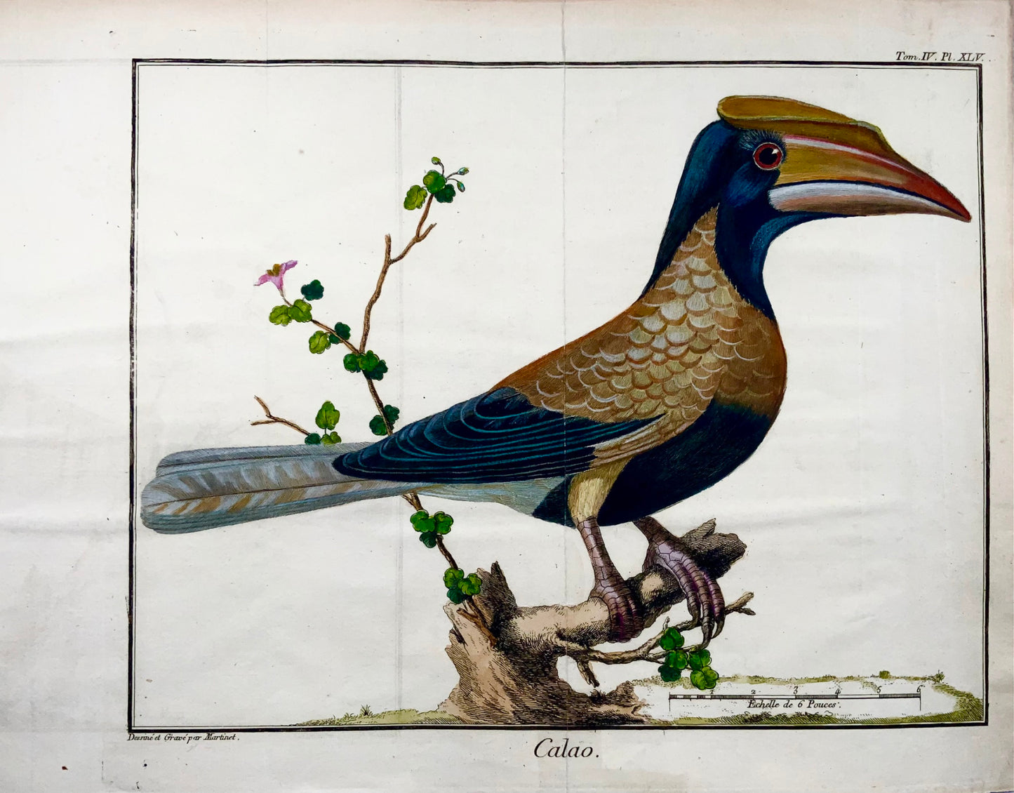 1760 Calao, Martinet (b1725), Brisson, couleur de main exquise, ornithologie 