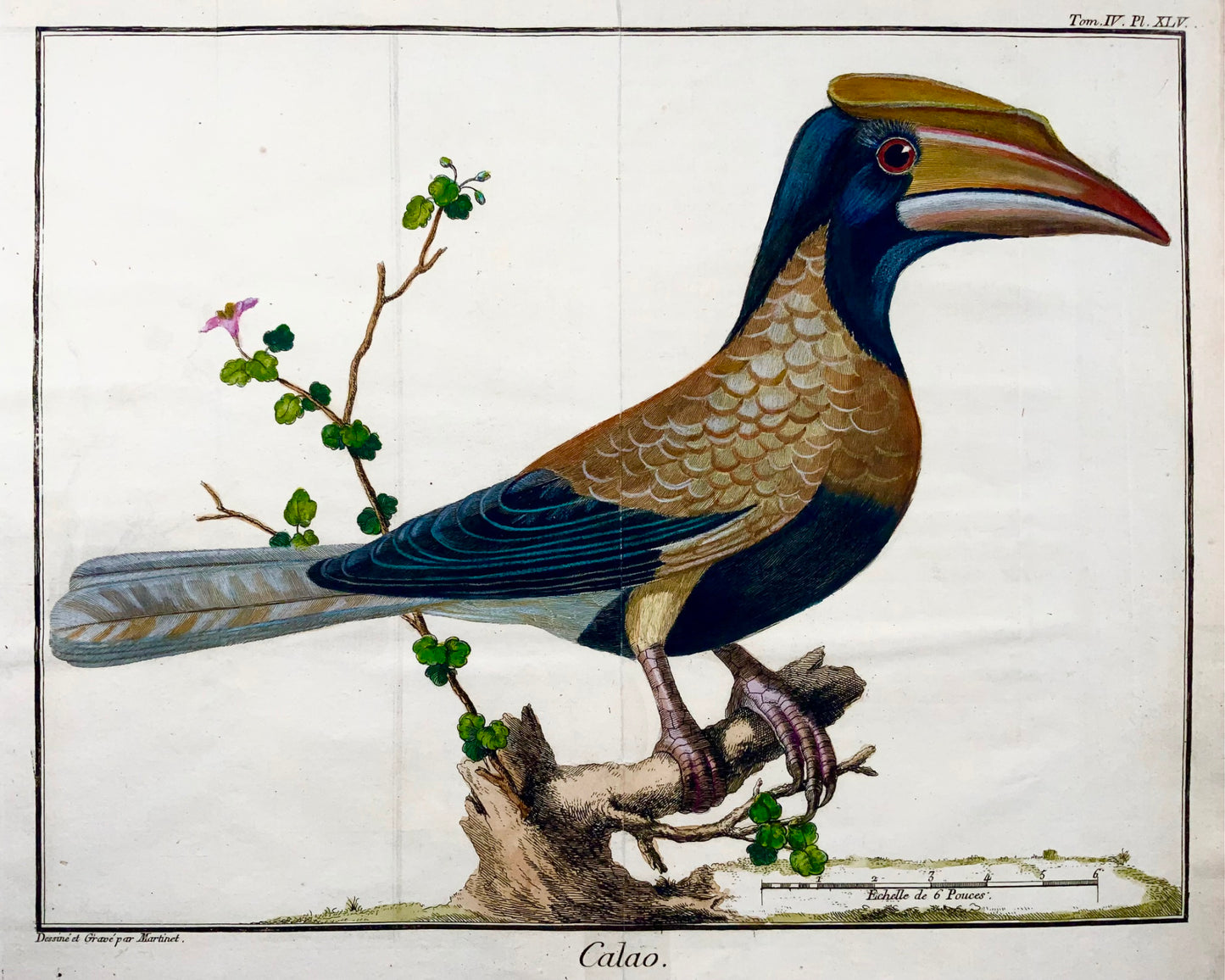 1760 Hornbill, Martinet (b1725), Brisson, exqiisite hand colour, ornithology