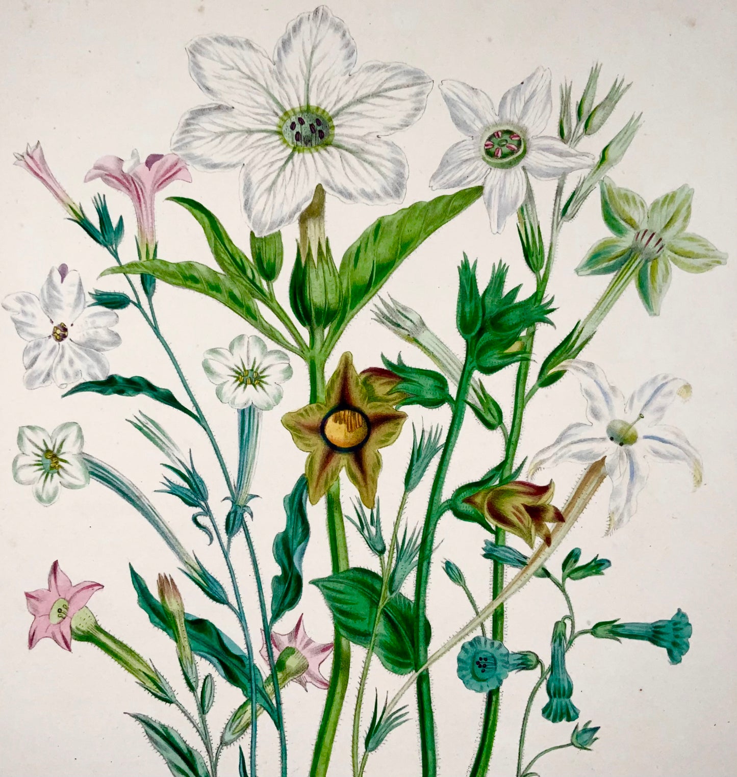 1841 Tobacco, Nicotiana, Jane Loudon, quarto, hand coloured lithograph