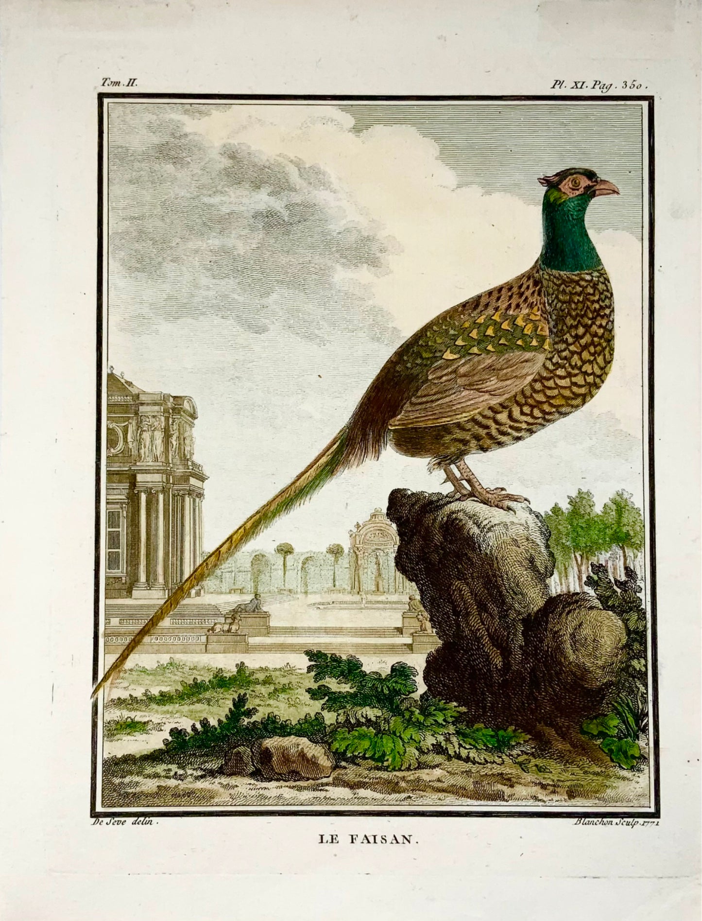 1771 Faisan, De Seve, ornithologie, édition grand quart, gravure 