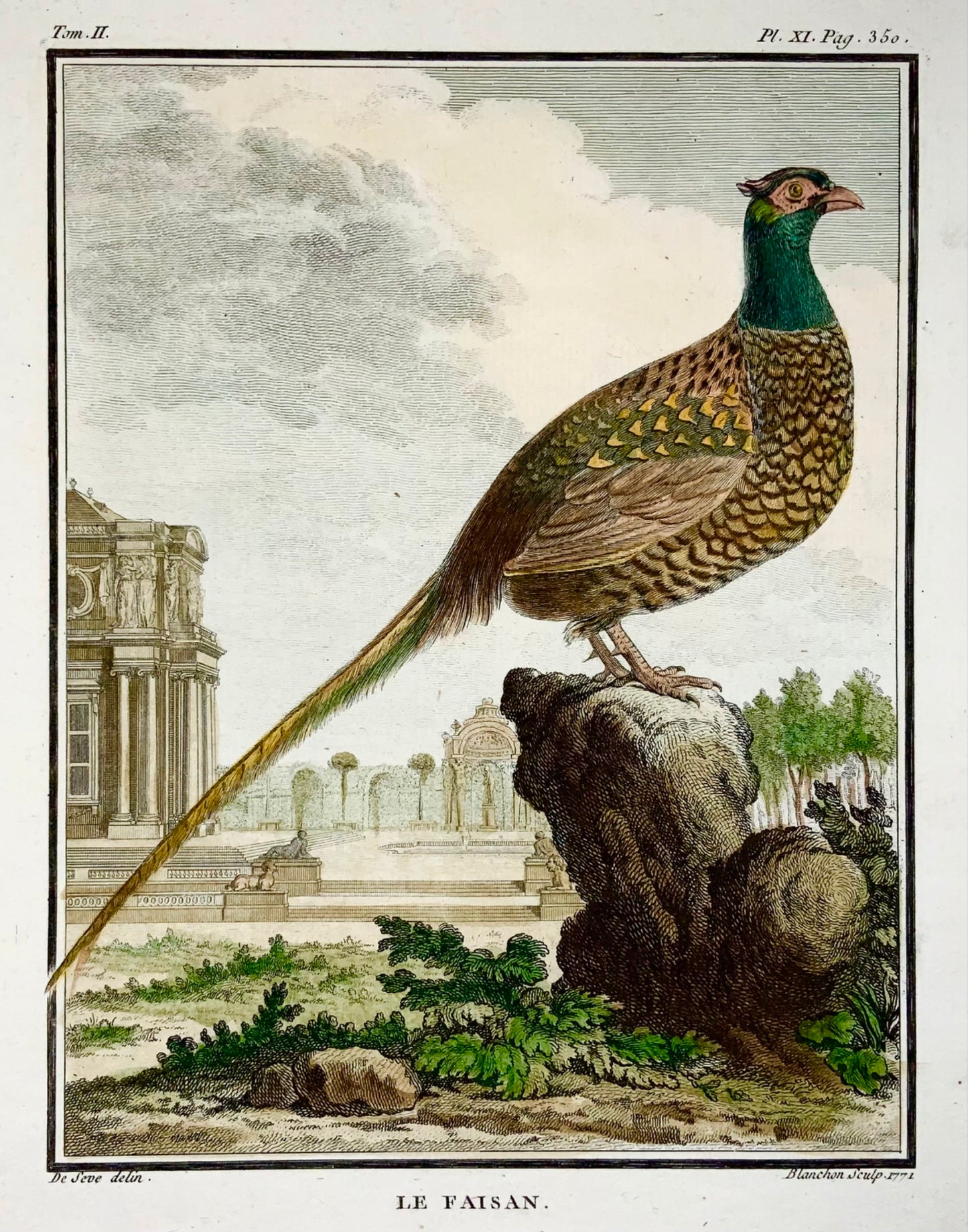 1771 Faisan, De Seve, ornithologie, édition grand quart, gravure 