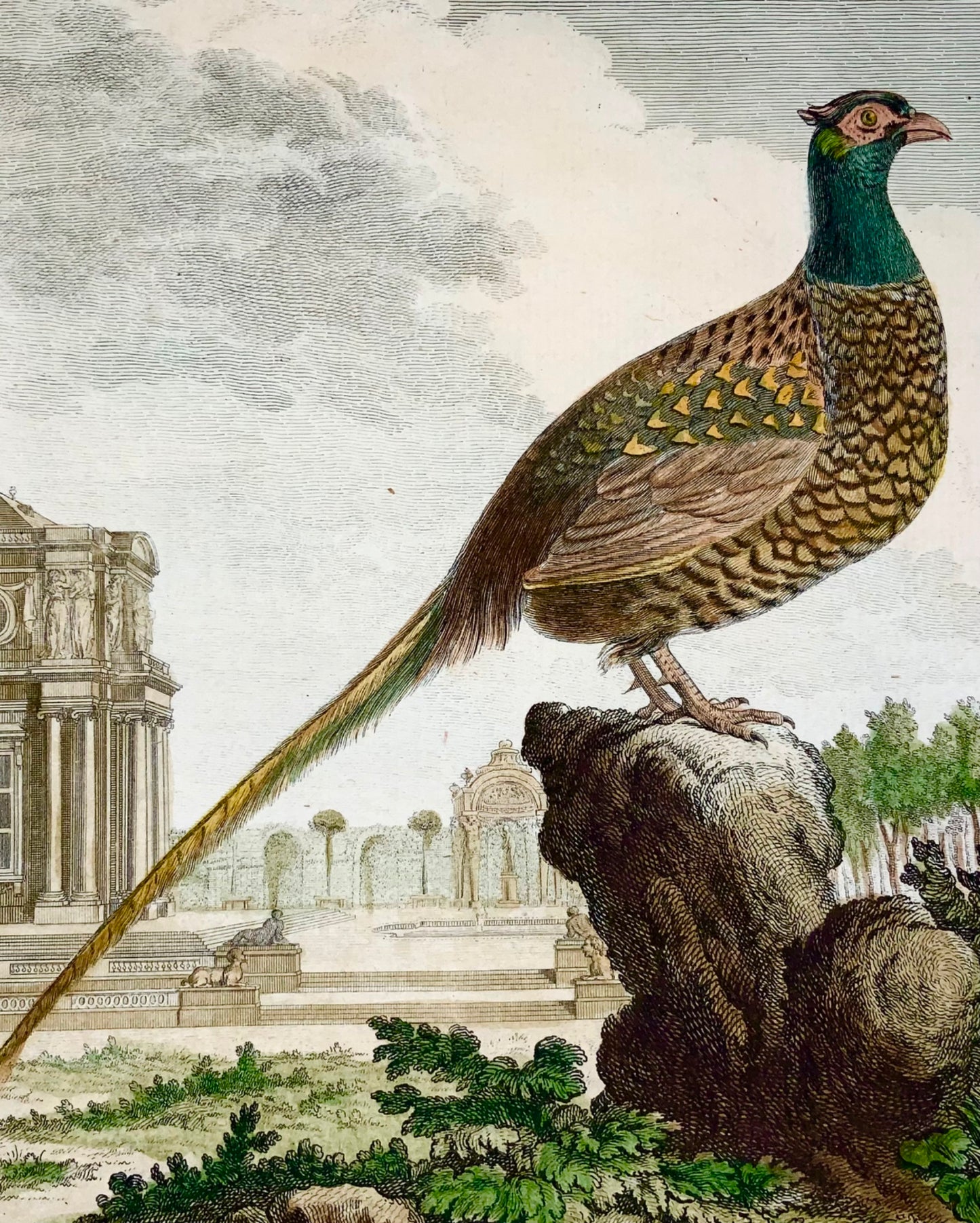 1771 Faisan, De Seve, ornithologie, édition grand quart, gravure 